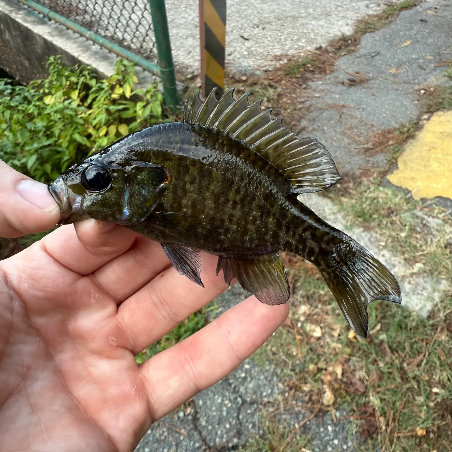The most recent Wargill hybrid catches on Fishbrain