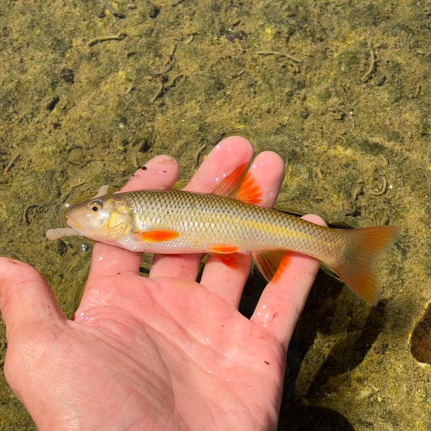 Hornyhead chub caught on Fishbrain