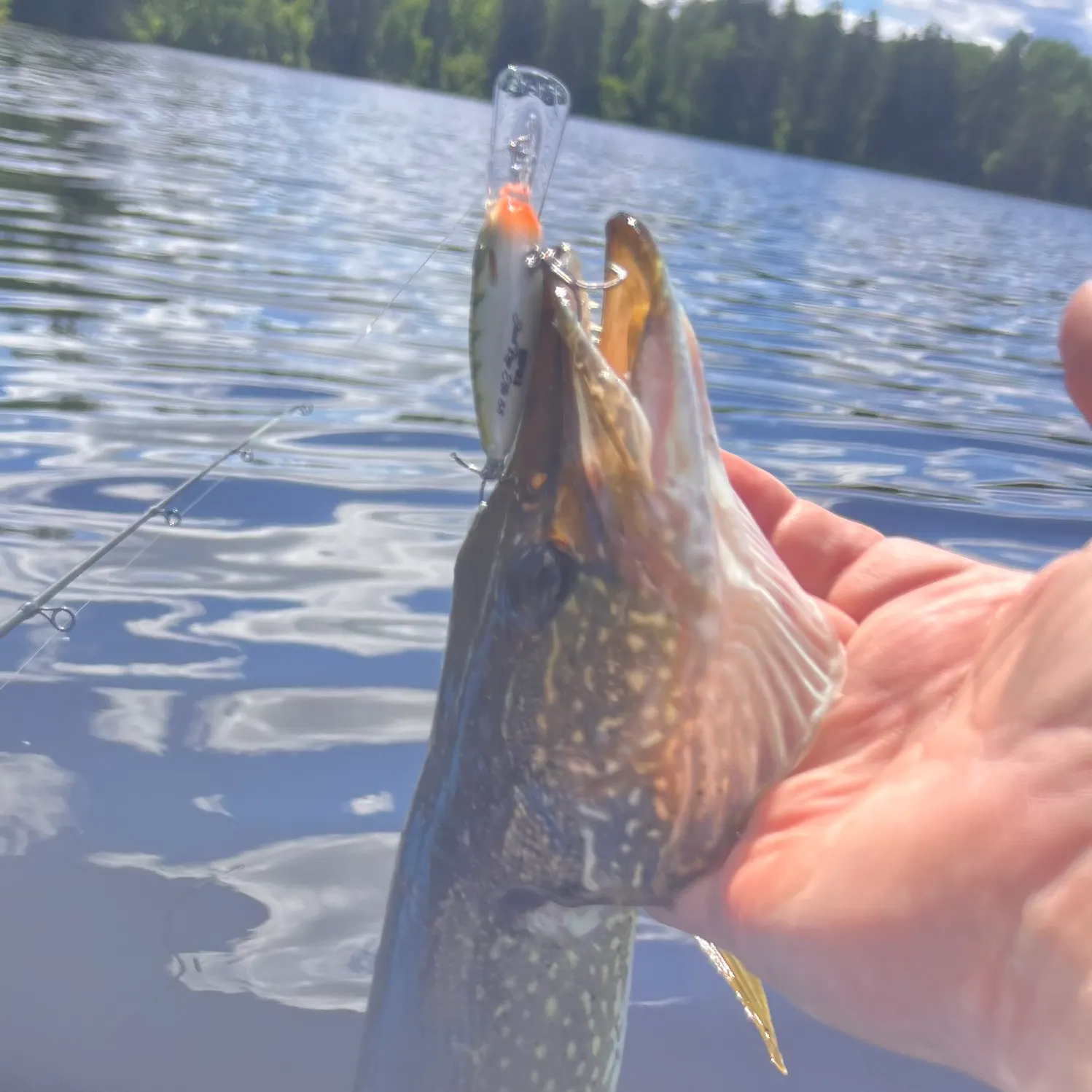 Northern pike caught on Fishbrain