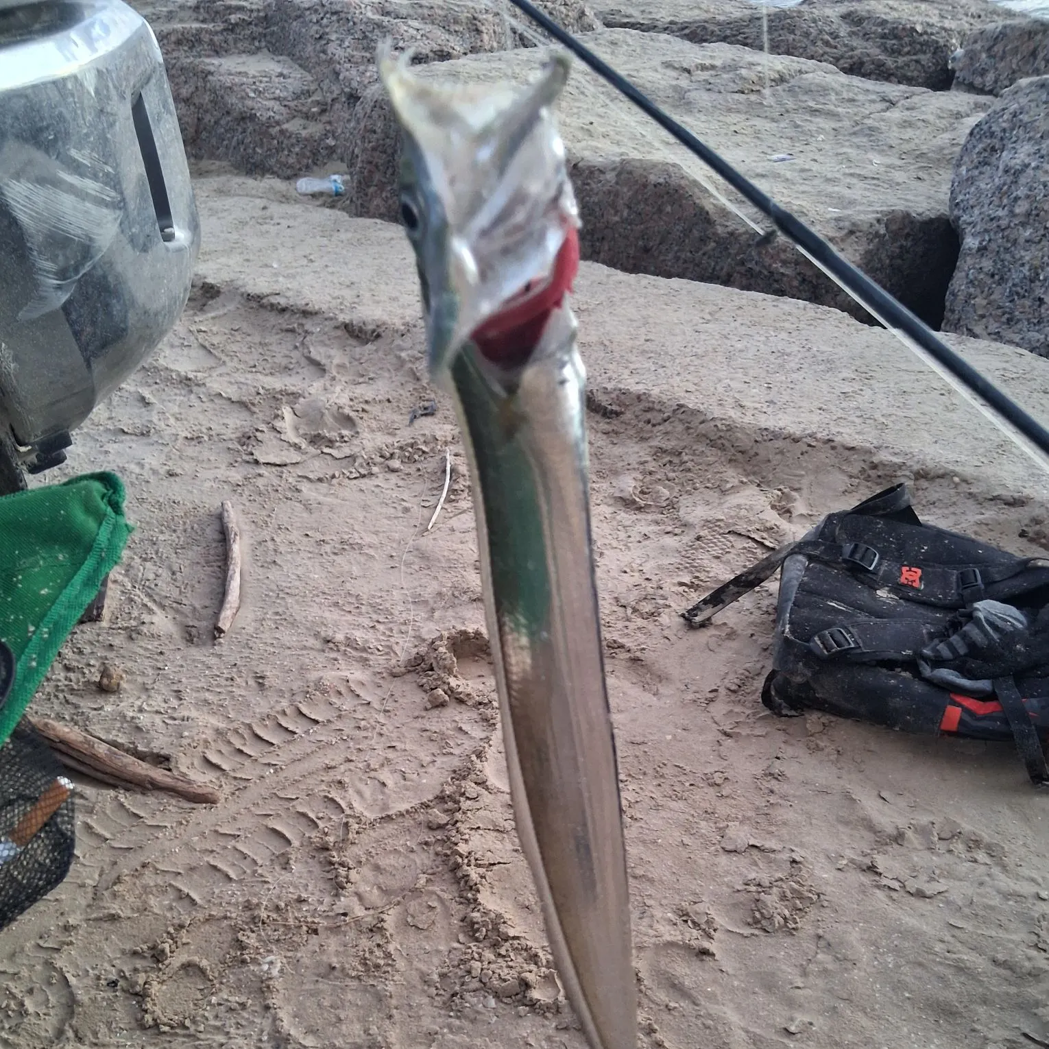 The most recent Silver scabbardfish catches on Fishbrain