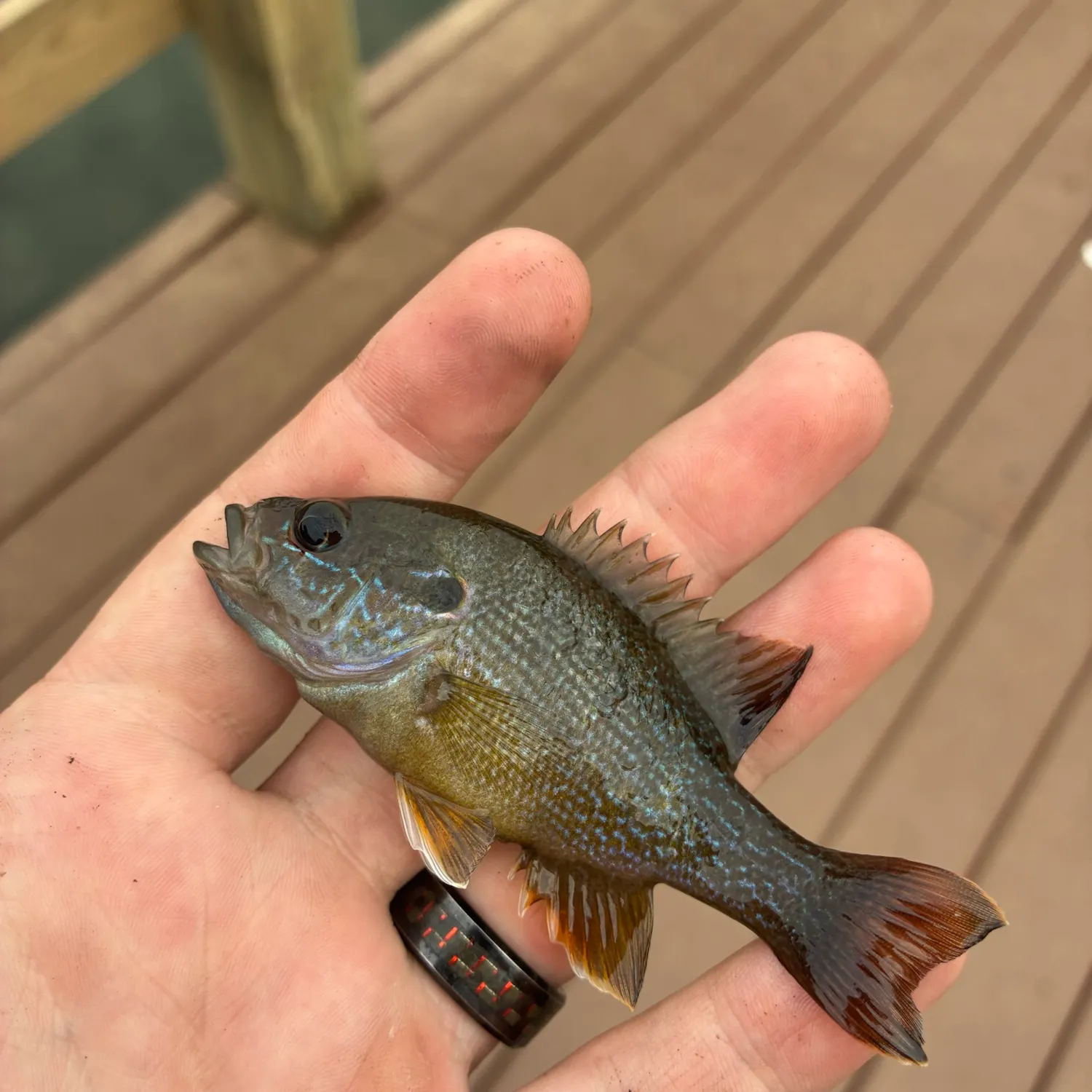Greengill hybrid caught on Fishbrain