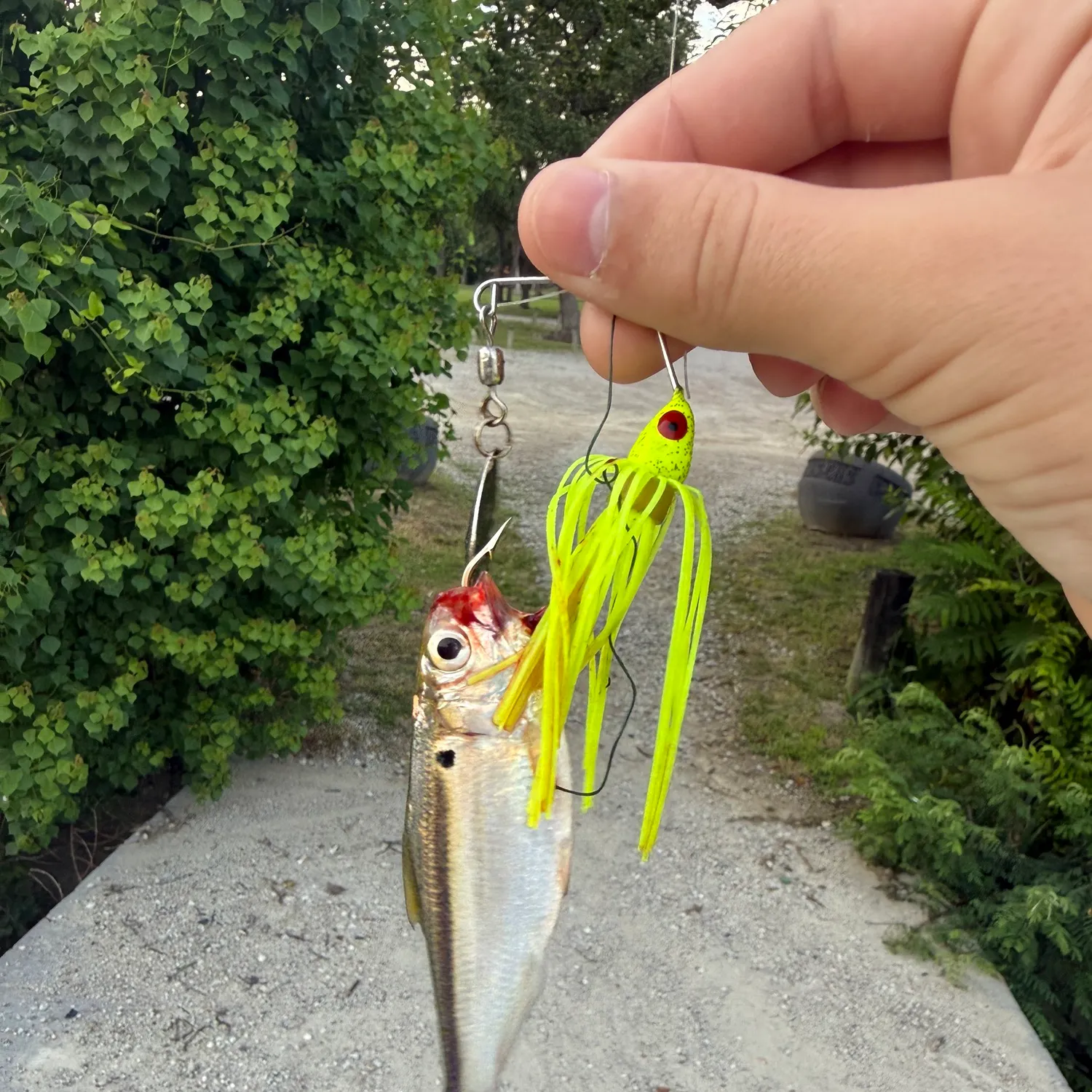 The most recent Dotted gizzard shad catches on Fishbrain