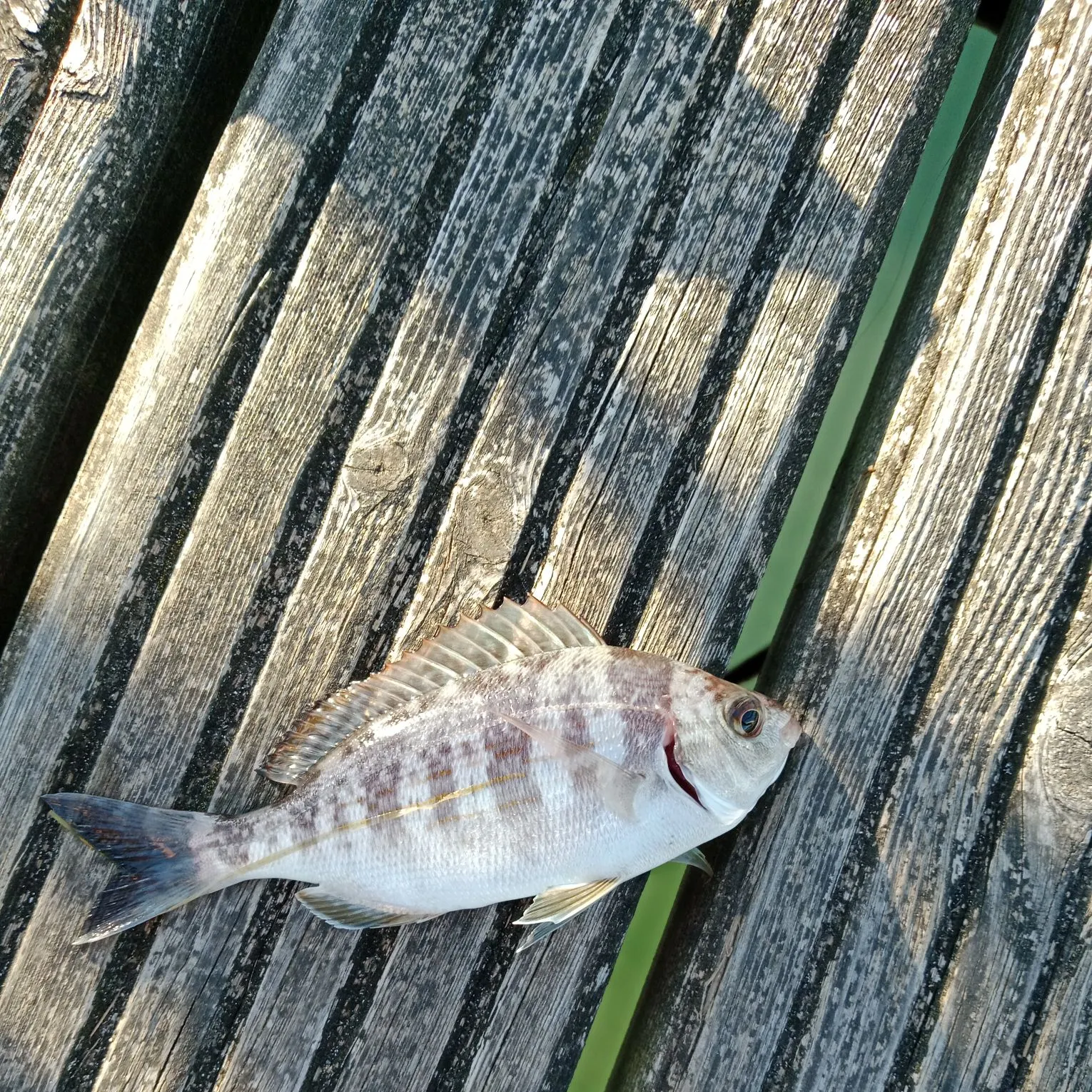 White seabream caught on Fishbrain