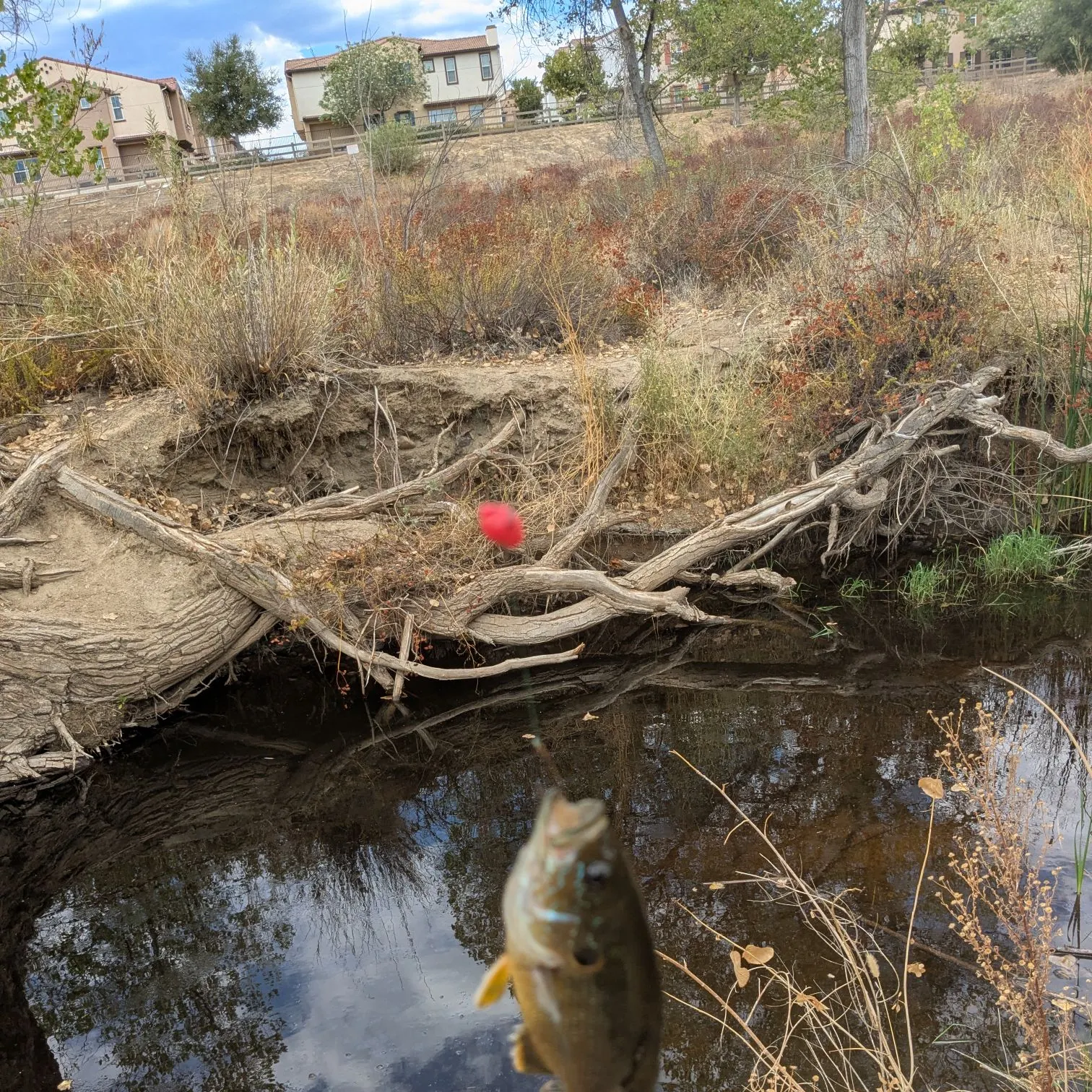 Bluegill caught on Fishbrain