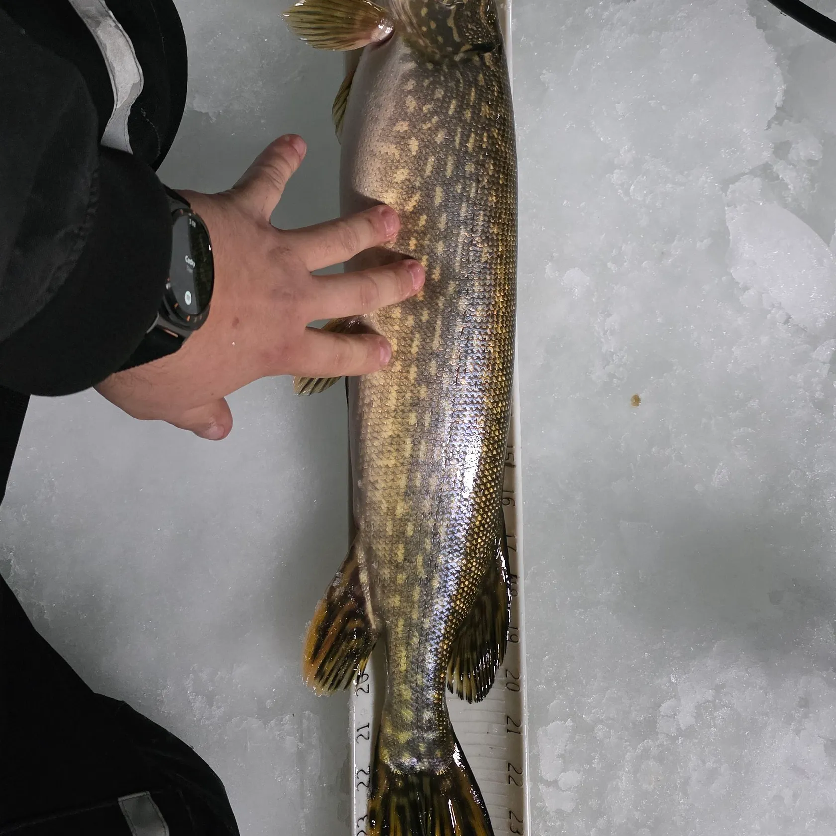 recently logged catches