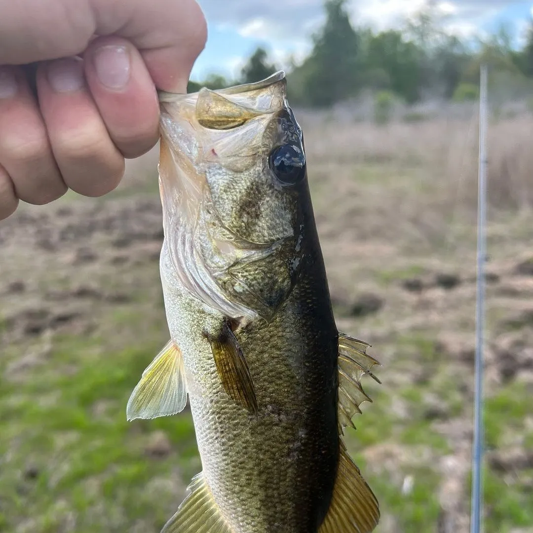 The most recent Florida bass catches on Fishbrain