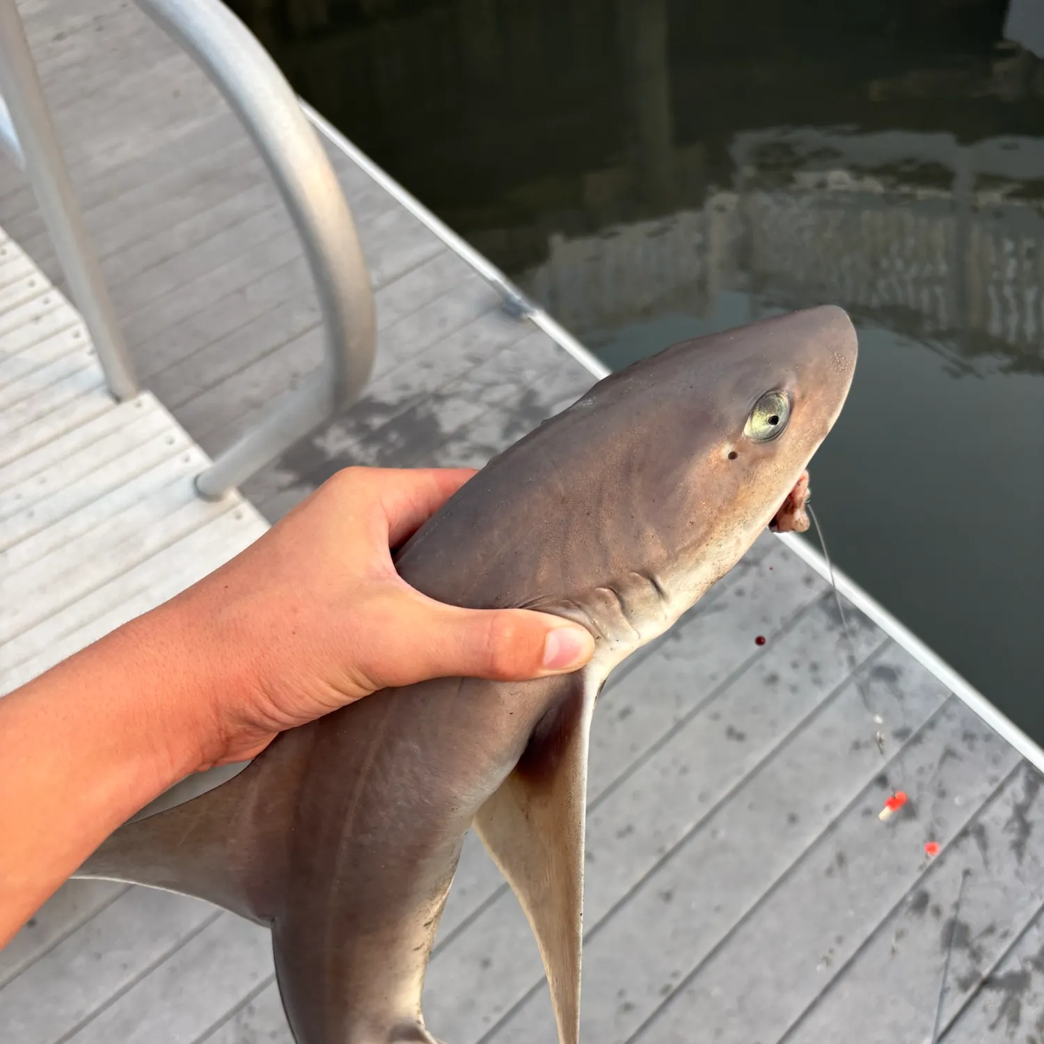 Dusky smooth-hound caught on Fishbrain