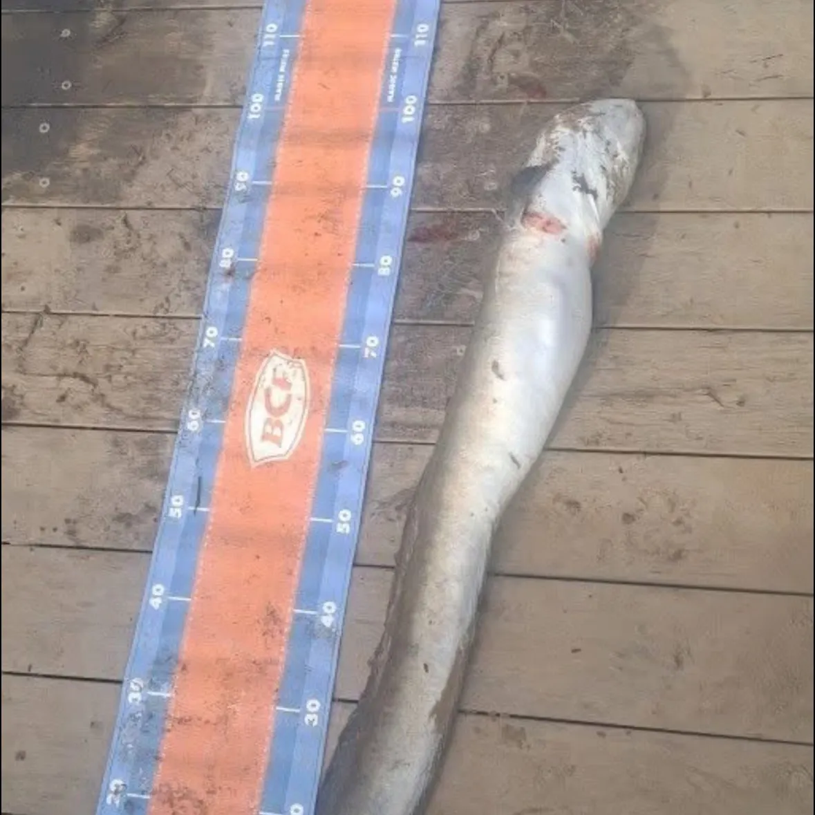 The most recent Speckled longfin eel catches on Fishbrain