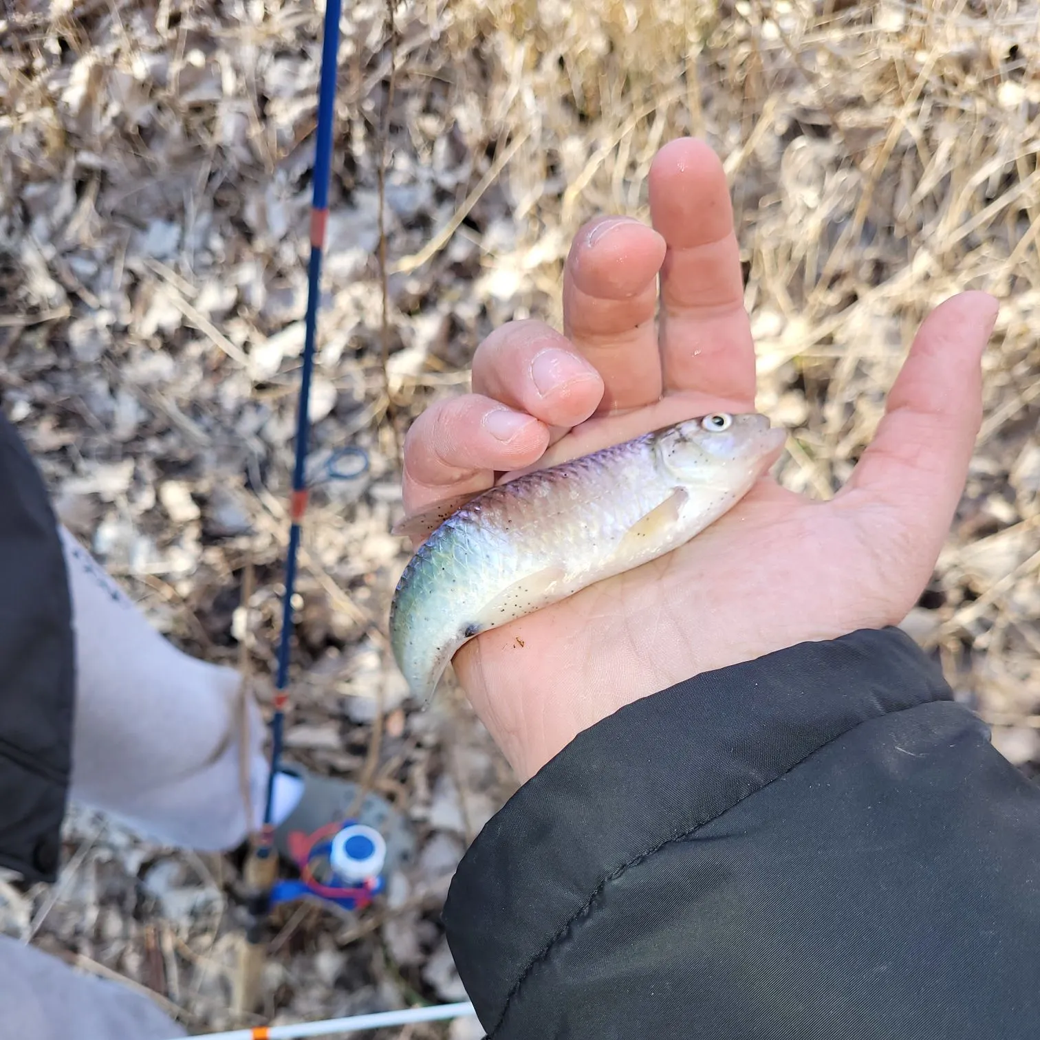Striped shiner caught on Fishbrain