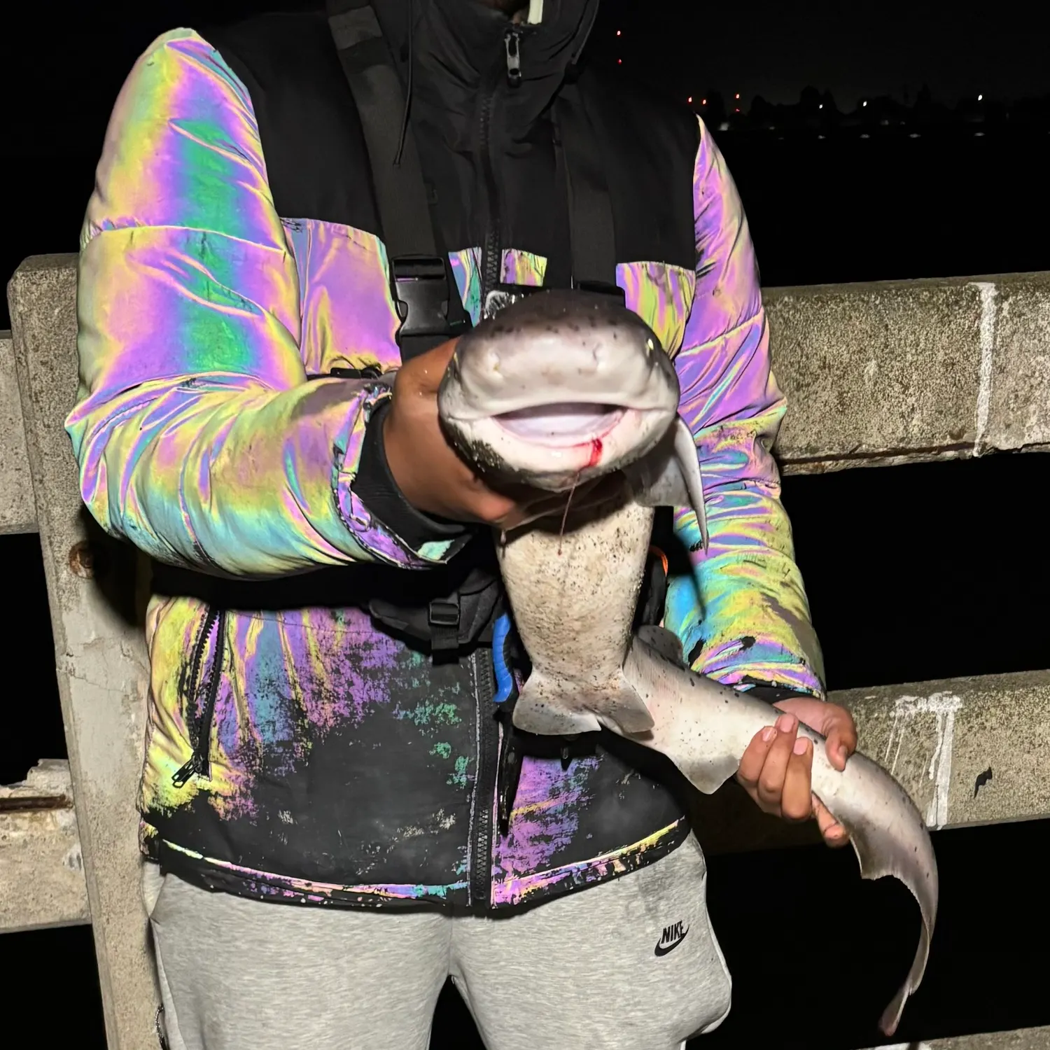 The most recent Broadnose sevengill shark catches on Fishbrain