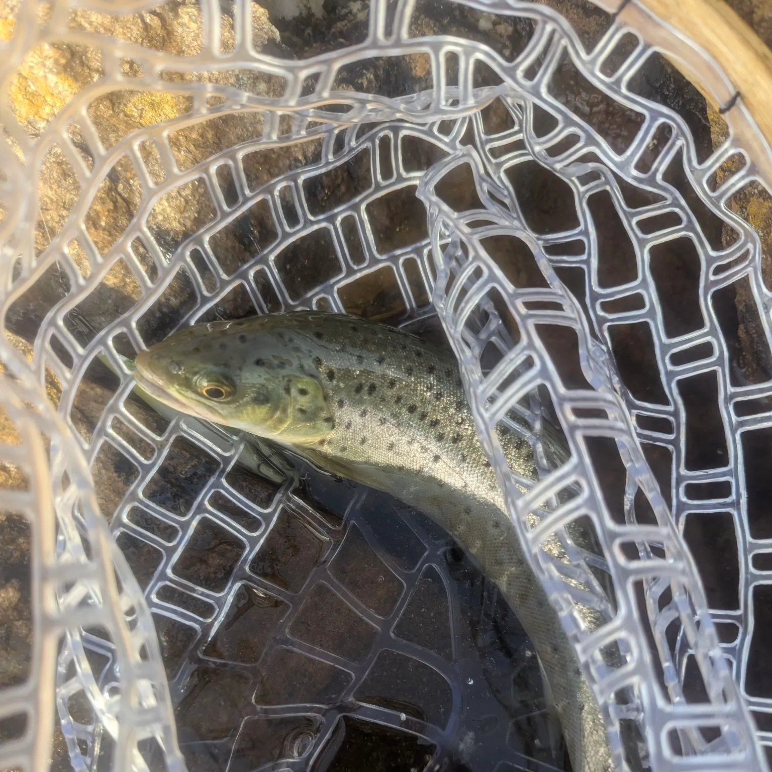 The most recent Sea trout catches on Fishbrain