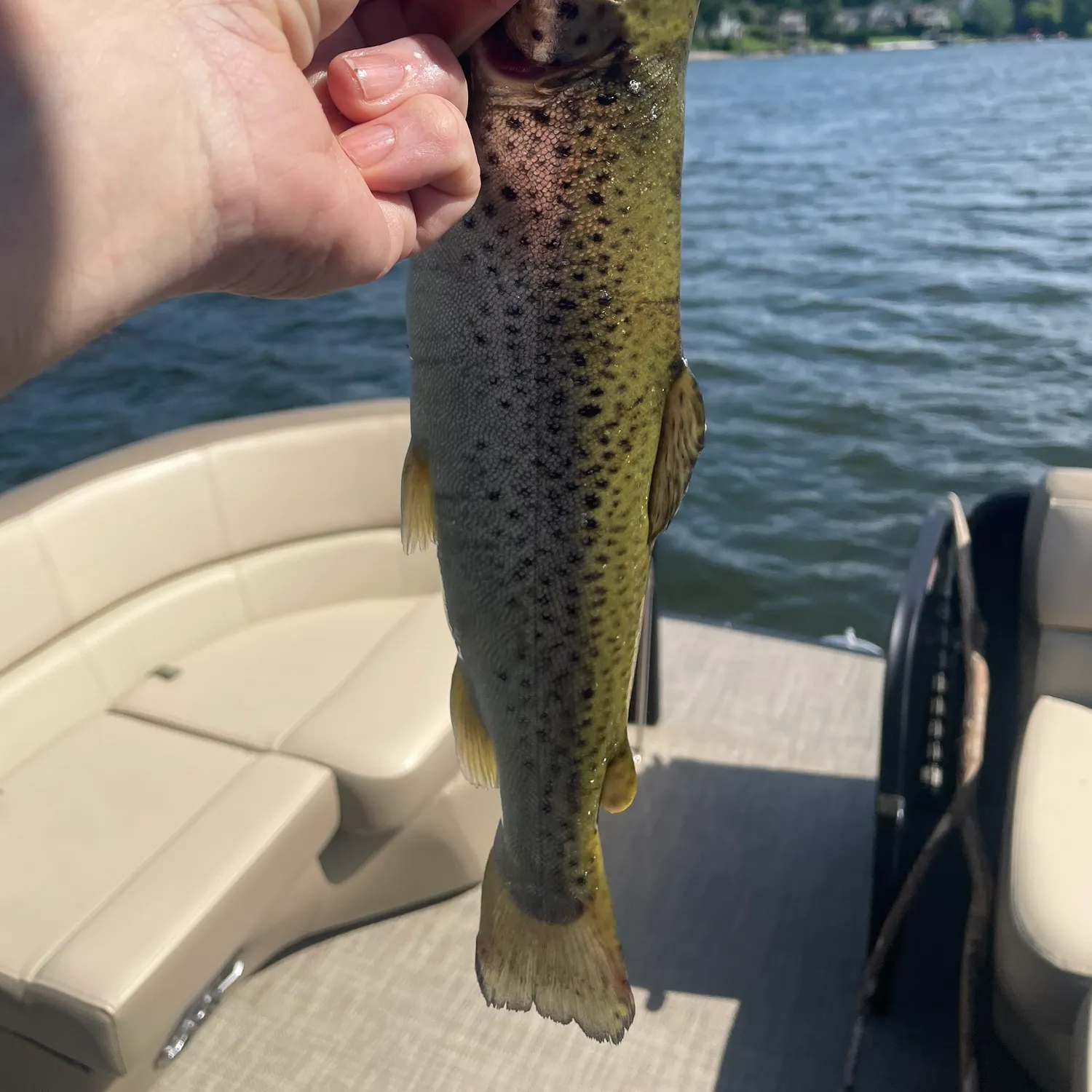 The most recent Sea trout catches on Fishbrain