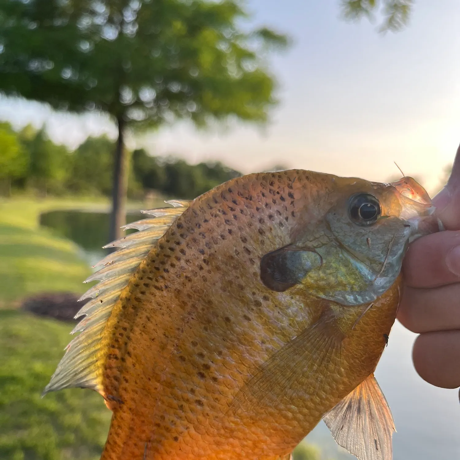 The most recent Spotted sunfish catches on Fishbrain