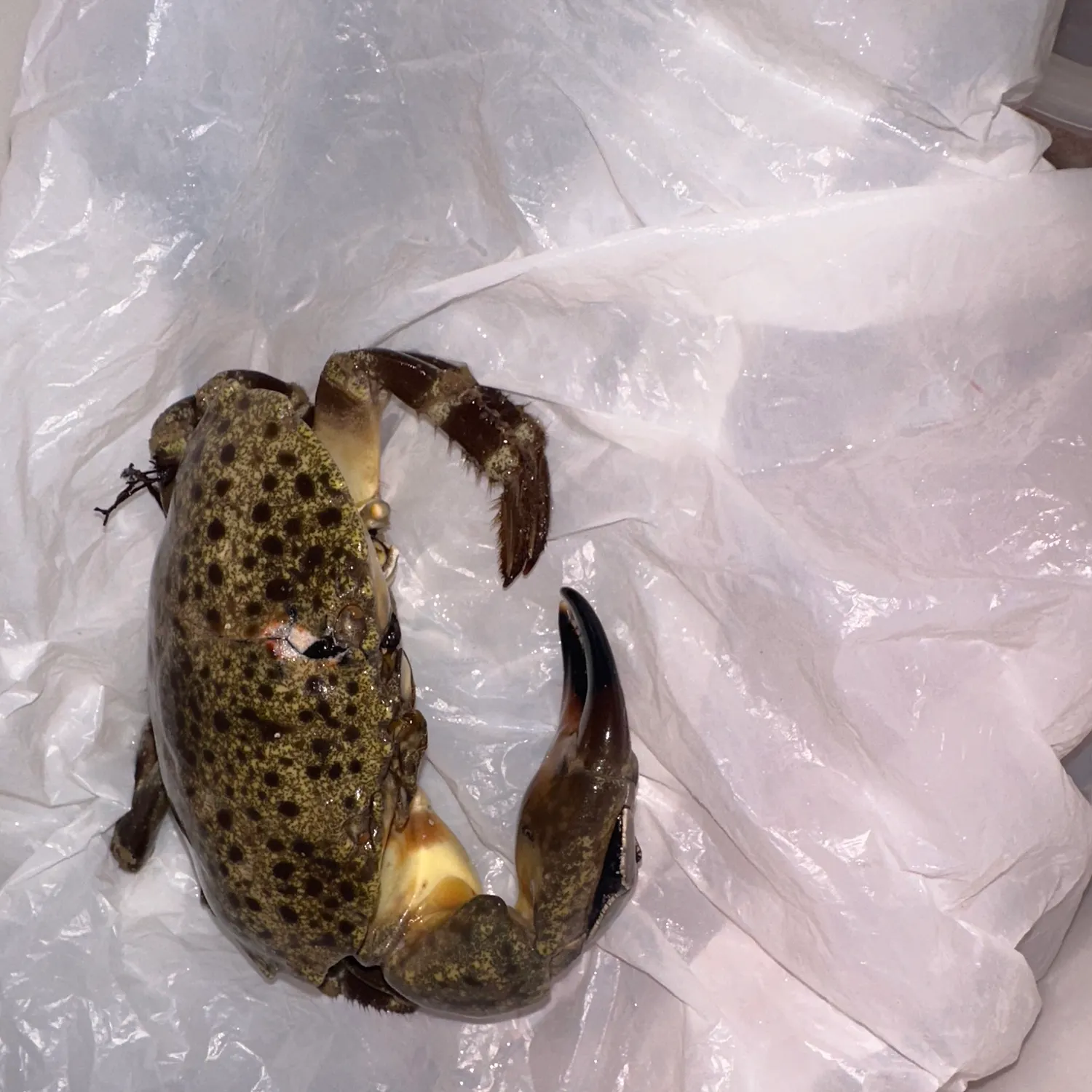 The most recent Florida stone crab catches on Fishbrain