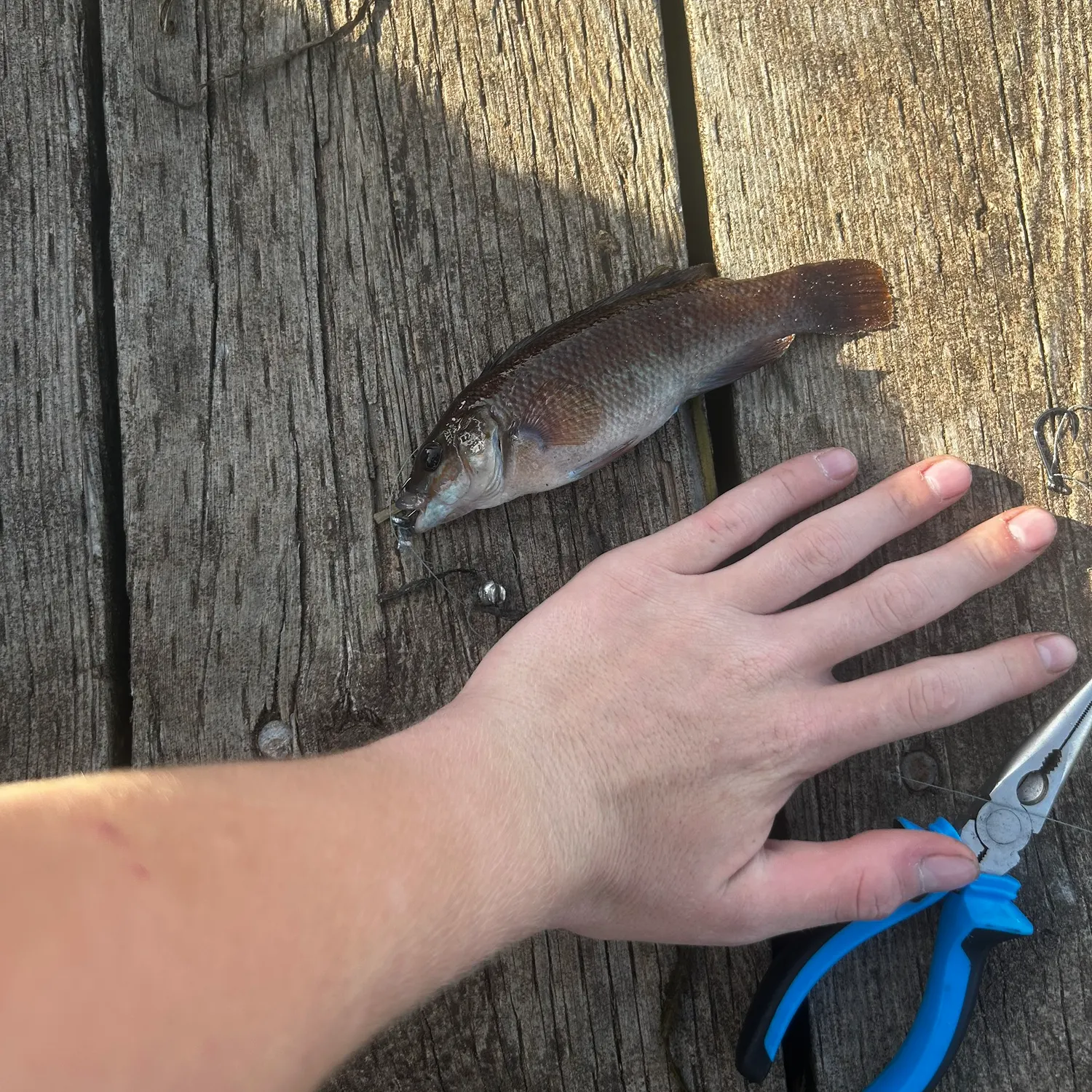 catch