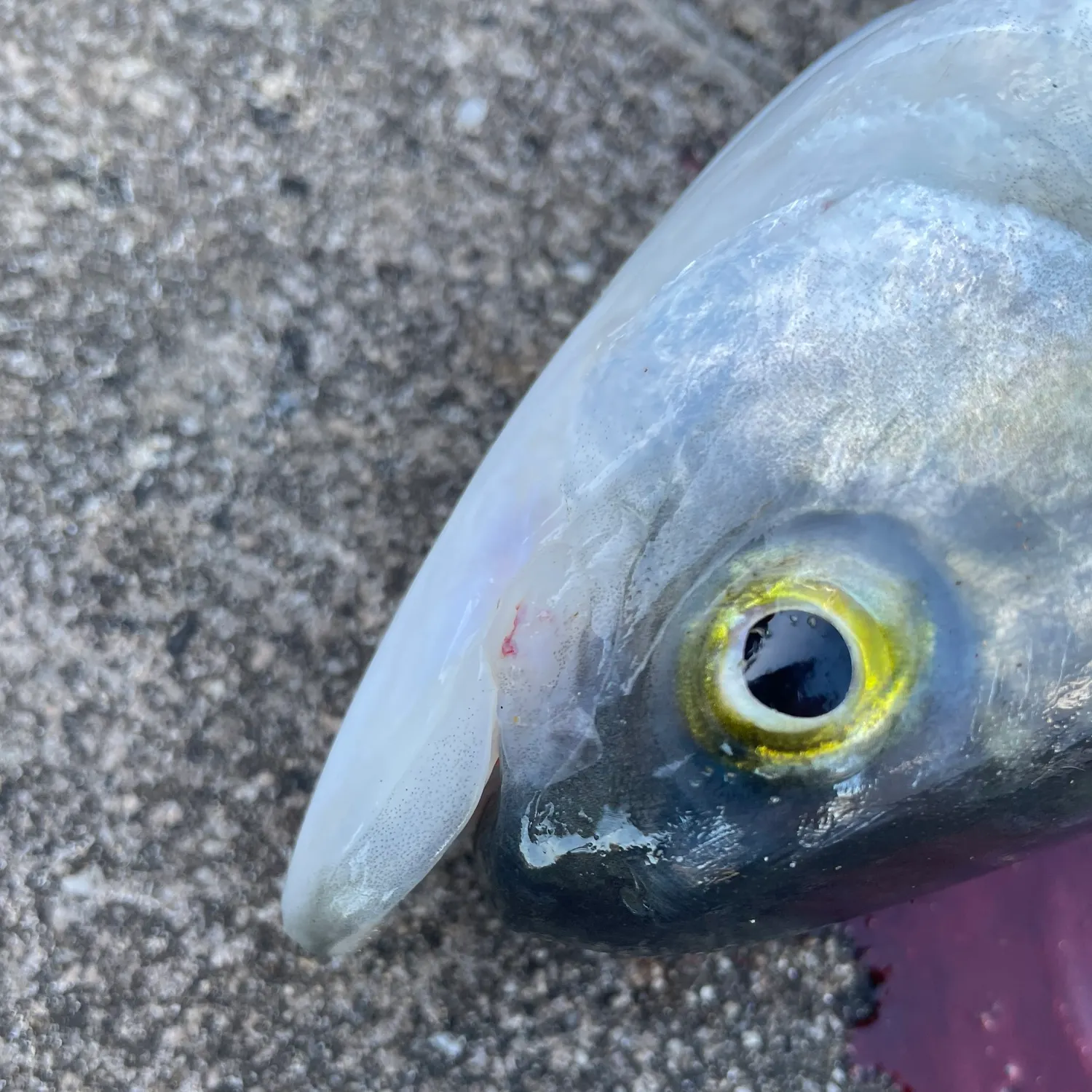 The most recent Eastern Australian salmon catches on Fishbrain