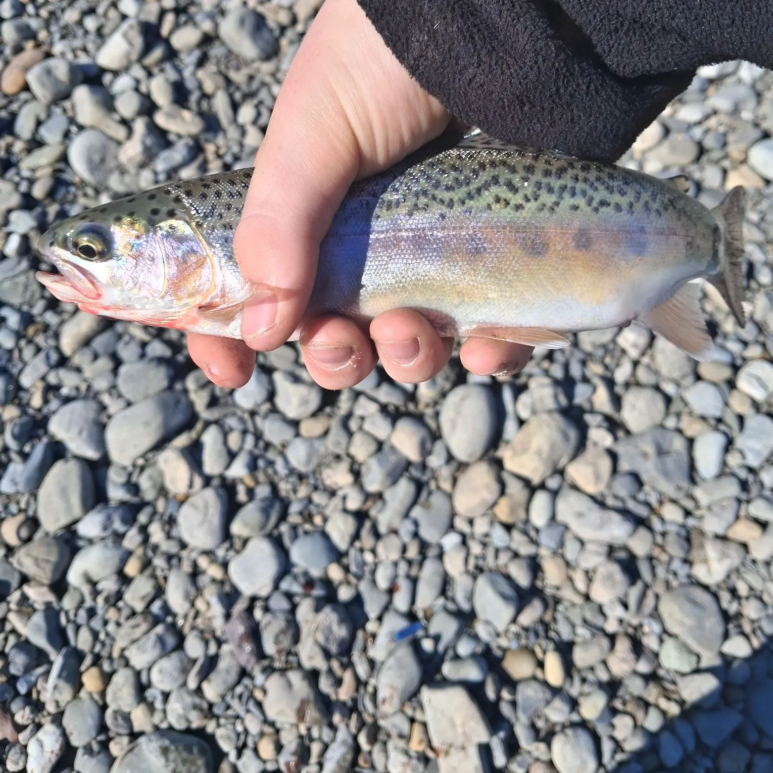 Rainbow trout caught on Fishbrain