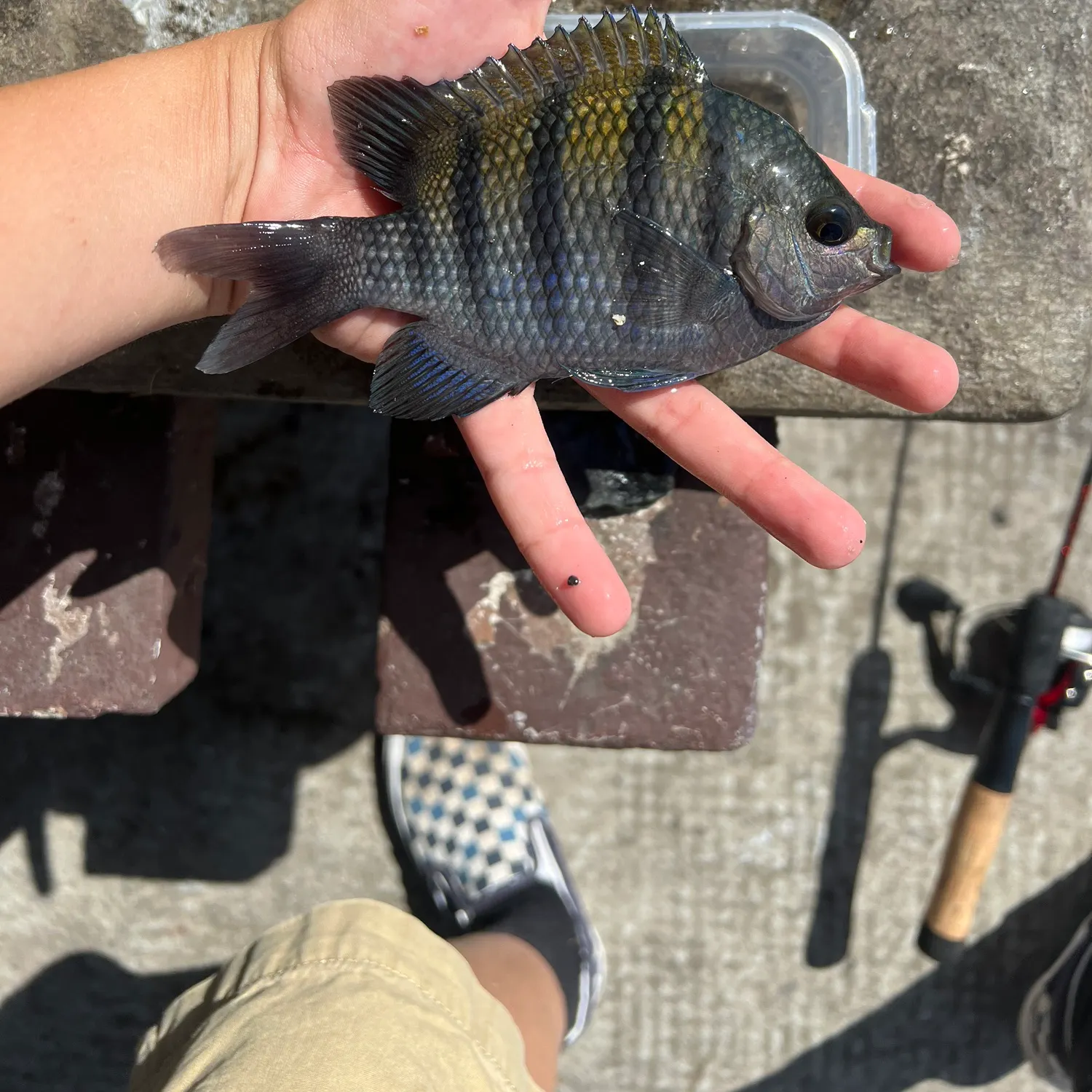 The most recent Panamic sergeant major catches on Fishbrain