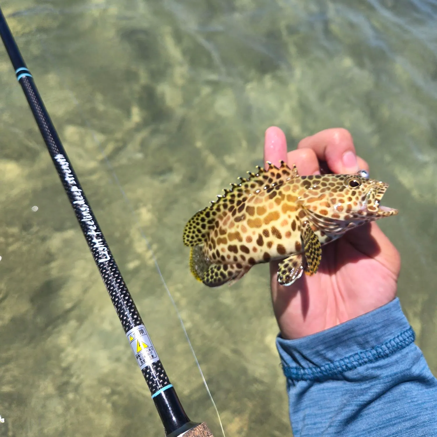 The most recent Honeycomb grouper catches on Fishbrain