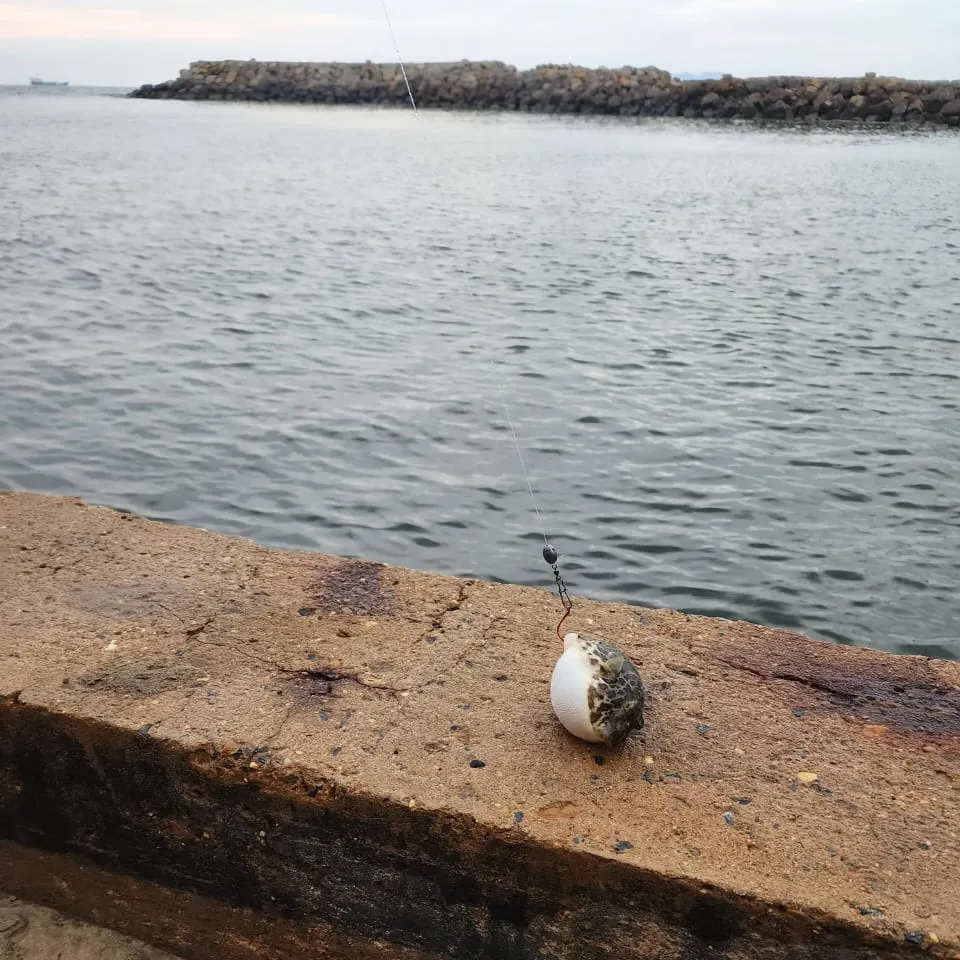 The most recent Checkered puffer catches on Fishbrain