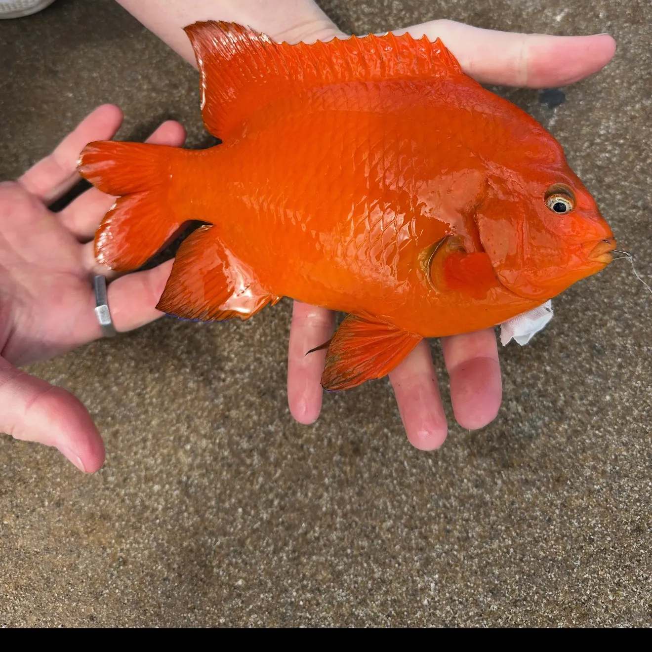 The most recent Garibaldi damselfish catches on Fishbrain
