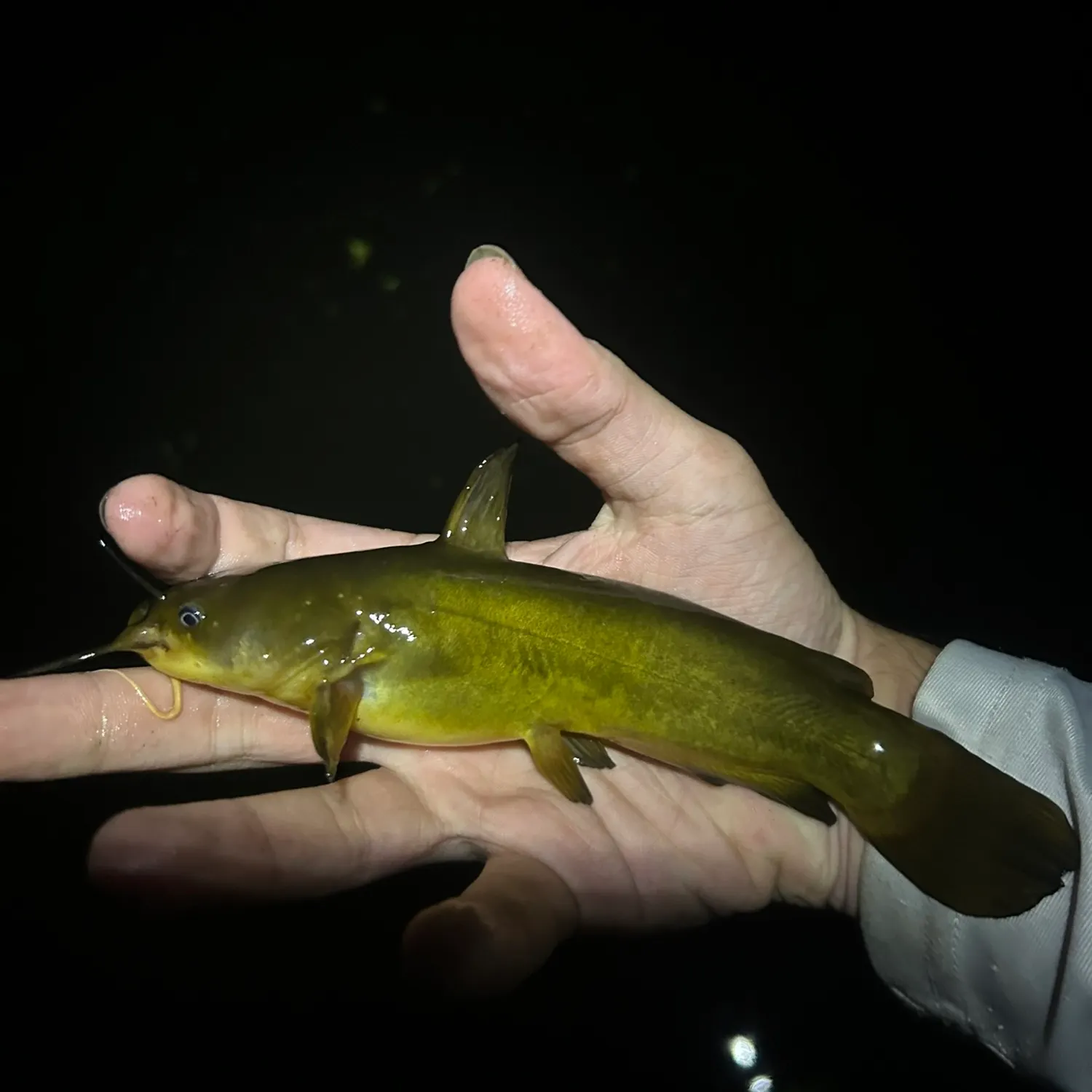 Yellow bullhead caught on Fishbrain