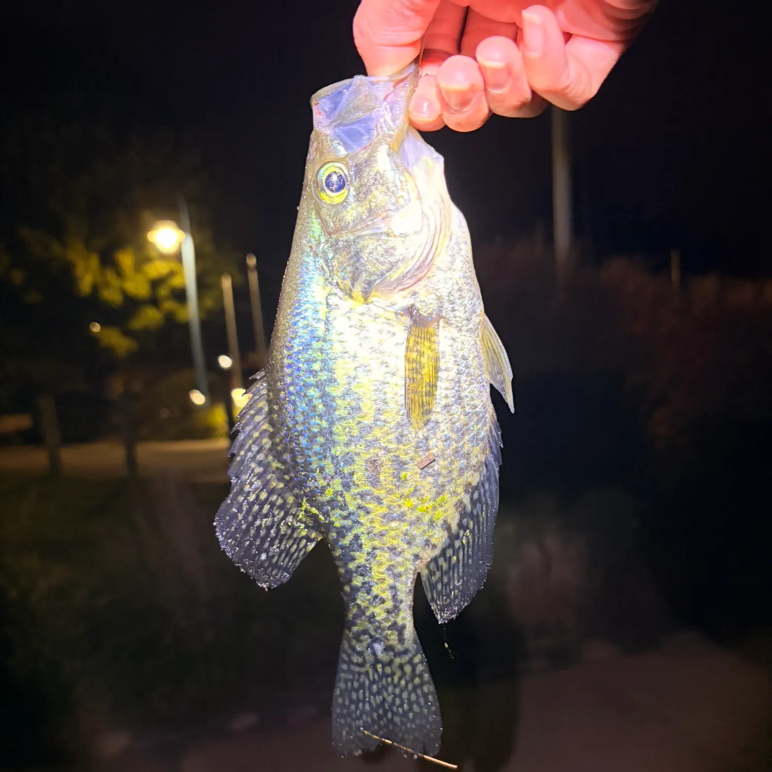Black crappie caught on Fishbrain