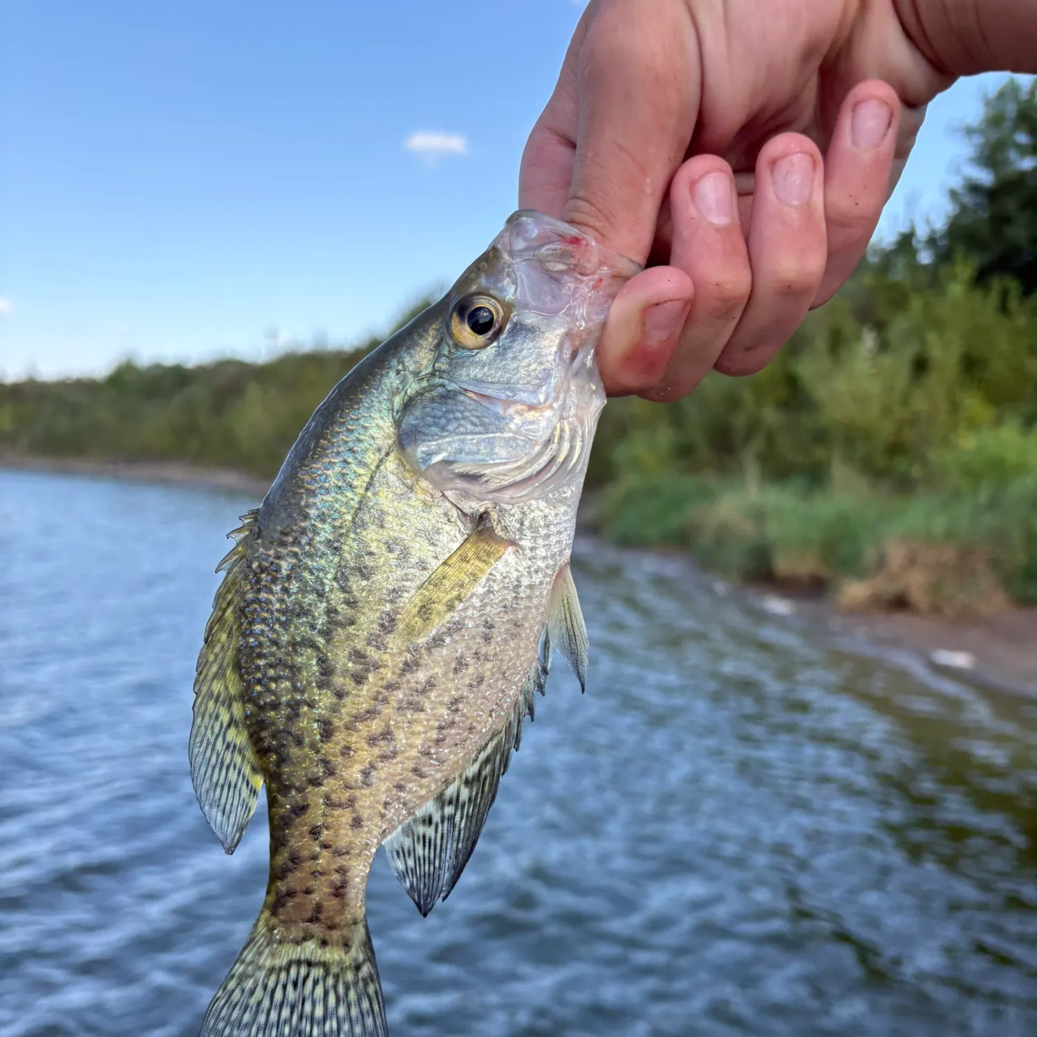 Black crappie caught on Fishbrain