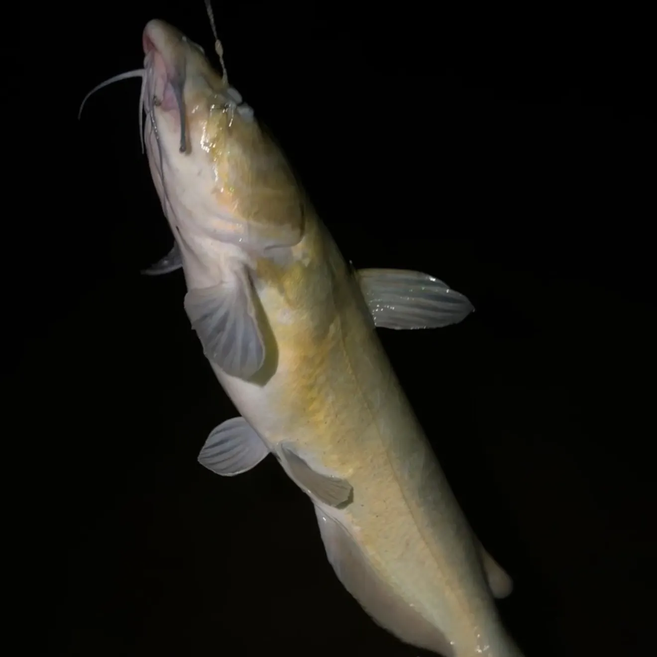 Channel catfish caught on Fishbrain