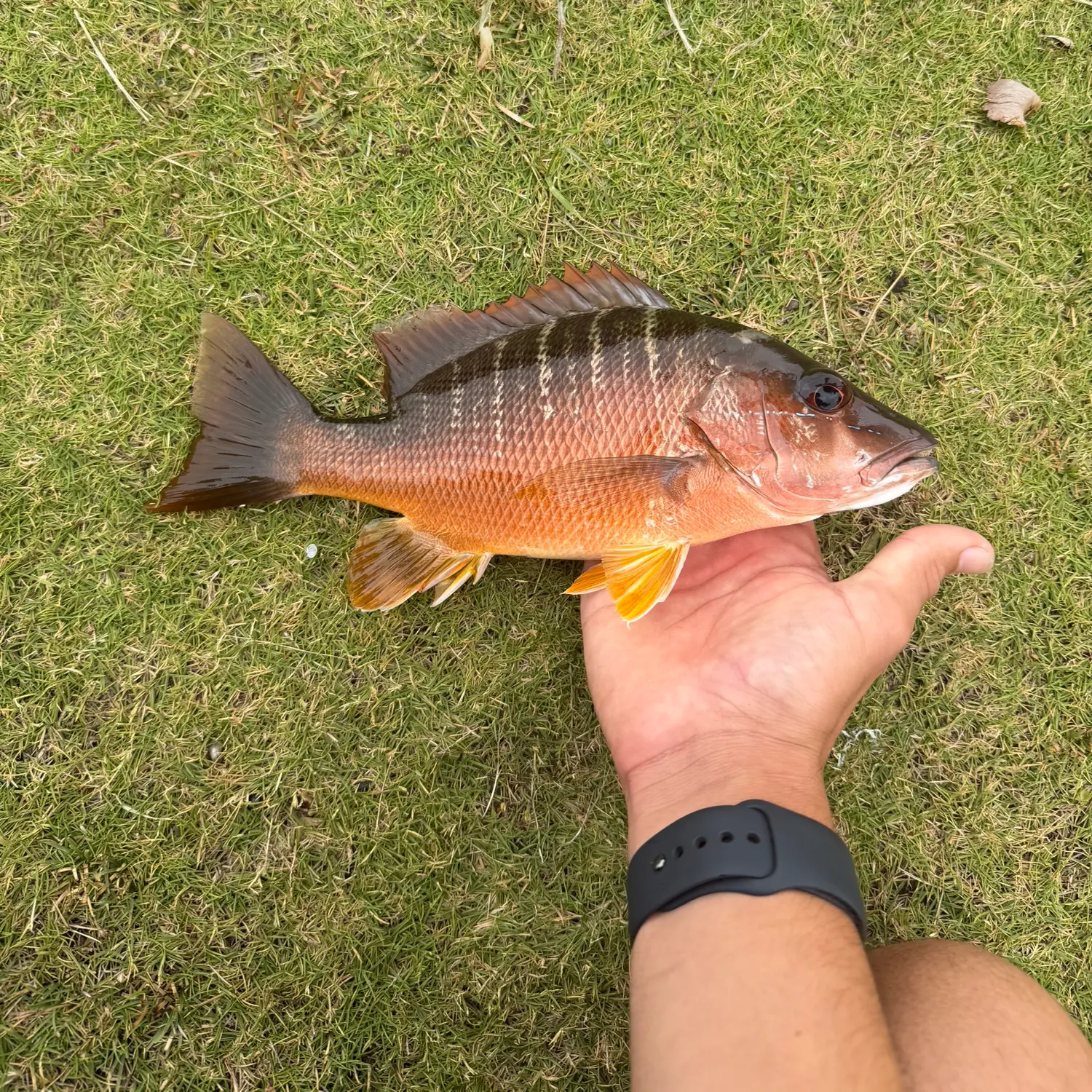 The most recent Dog Snapper catches on Fishbrain