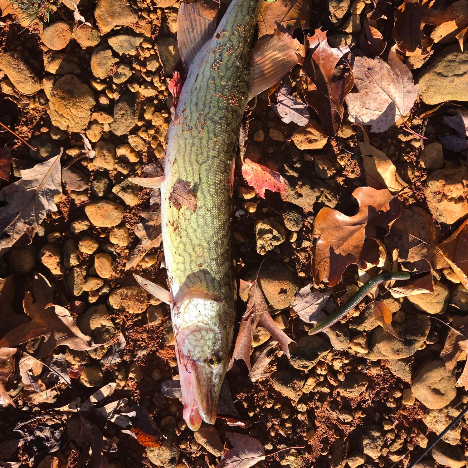 Chain pickerel caught on Fishbrain