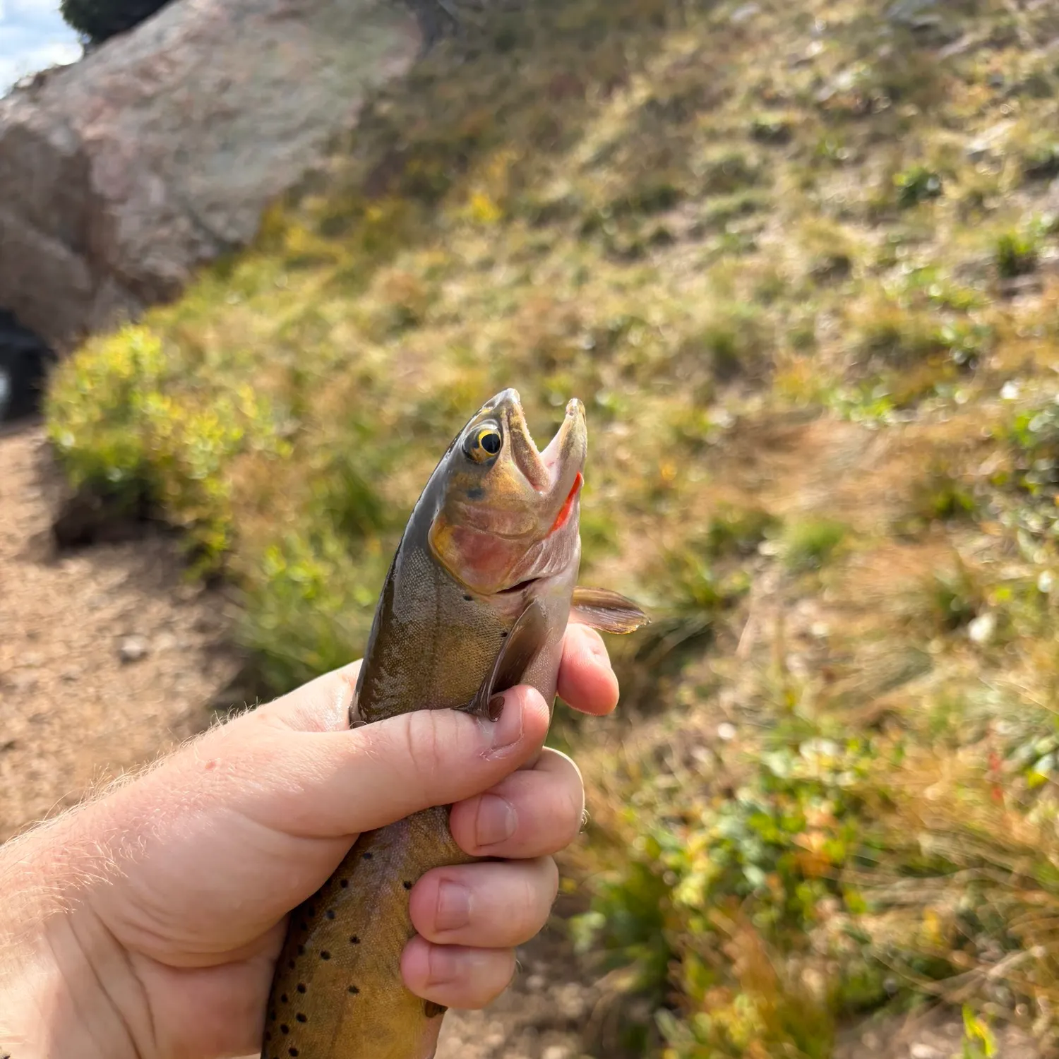 Greenback cutthroat trout caught on Fishbrain