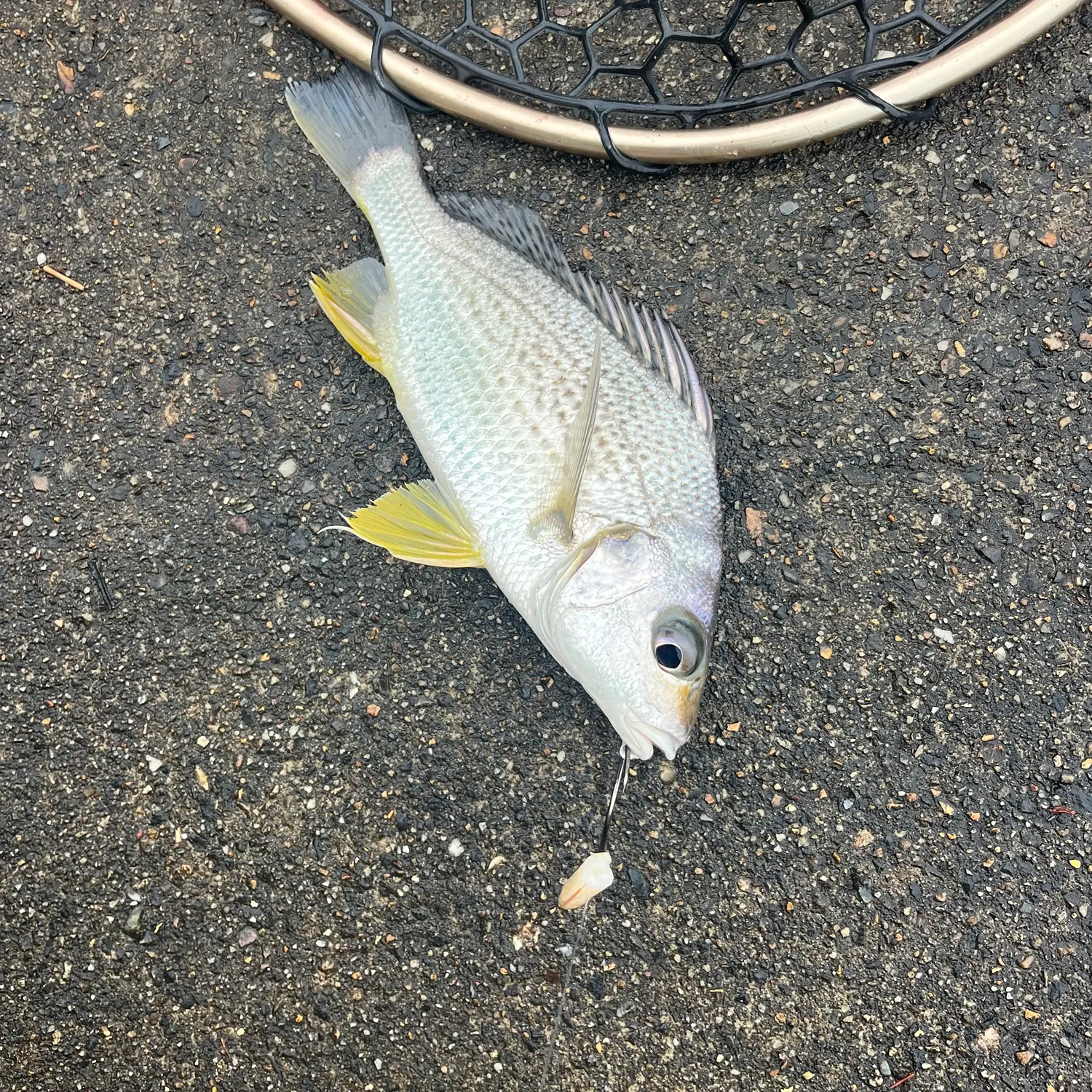 Surf bream caught on Fishbrain