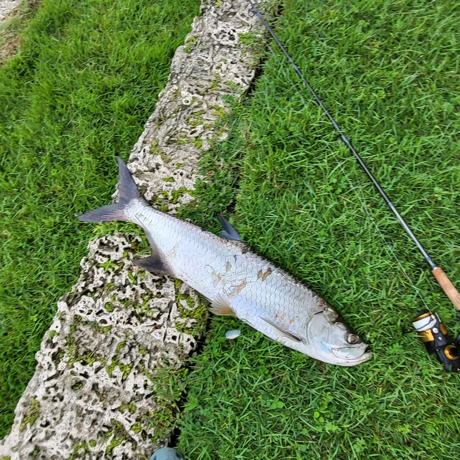 Tarpon caught on Fishbrain