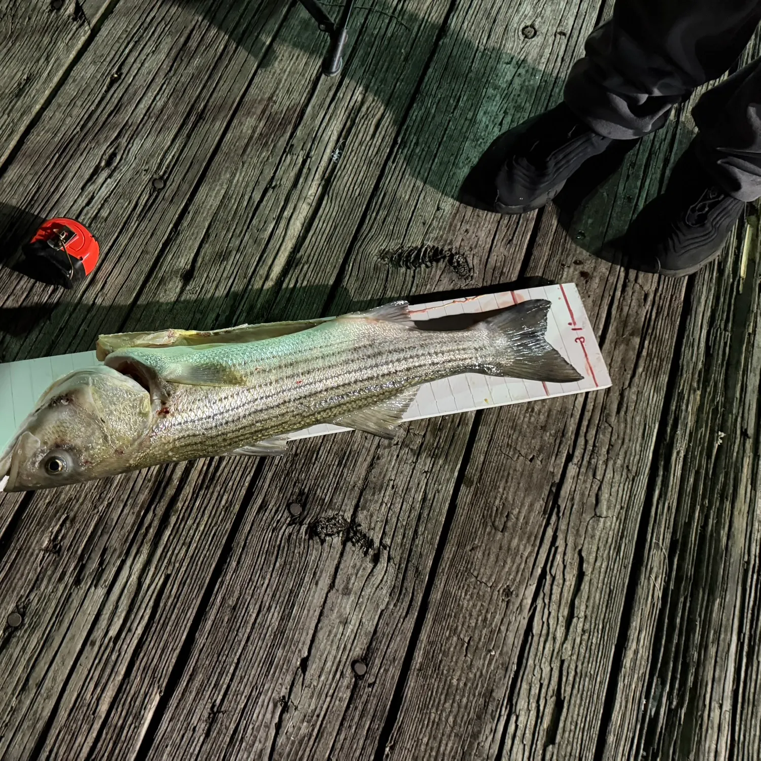 Striped bass caught on Fishbrain