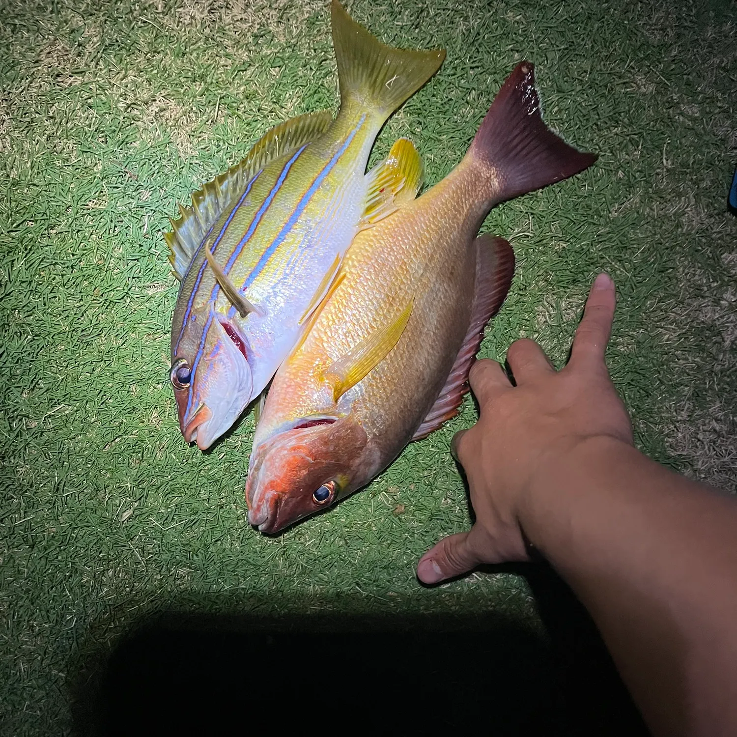 The most recent Blacktail snapper catches on Fishbrain