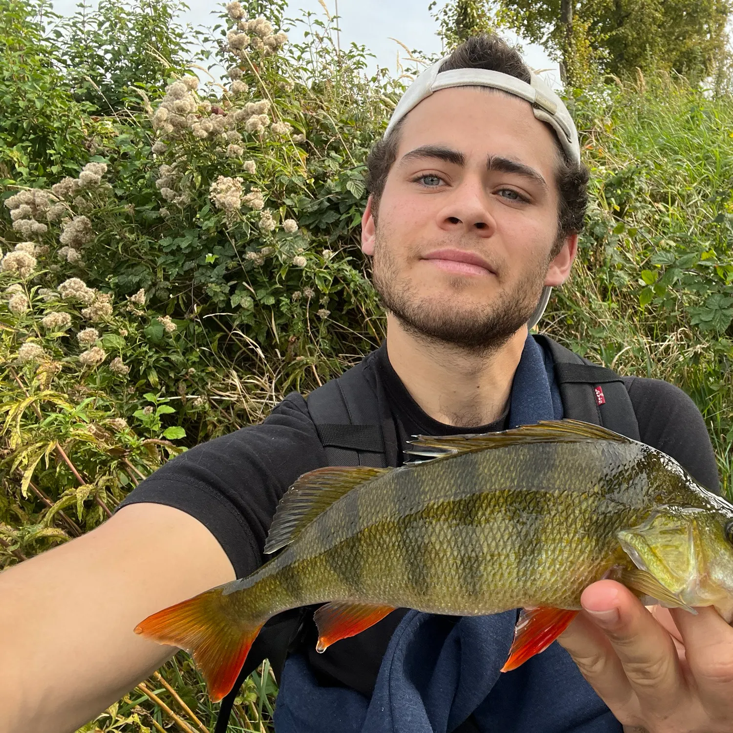 The most recent European perch catches on Fishbrain