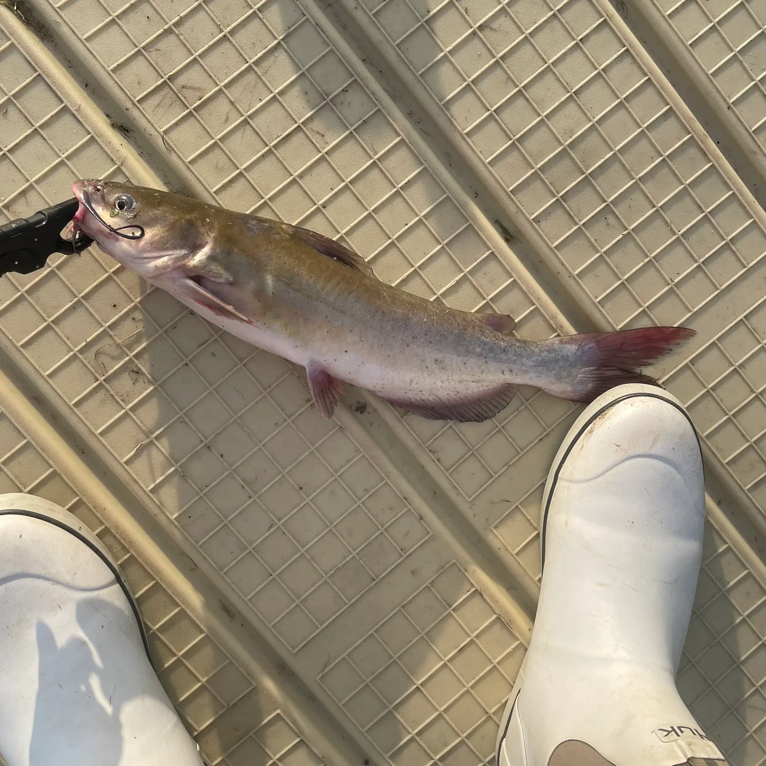 Channel catfish caught on Fishbrain