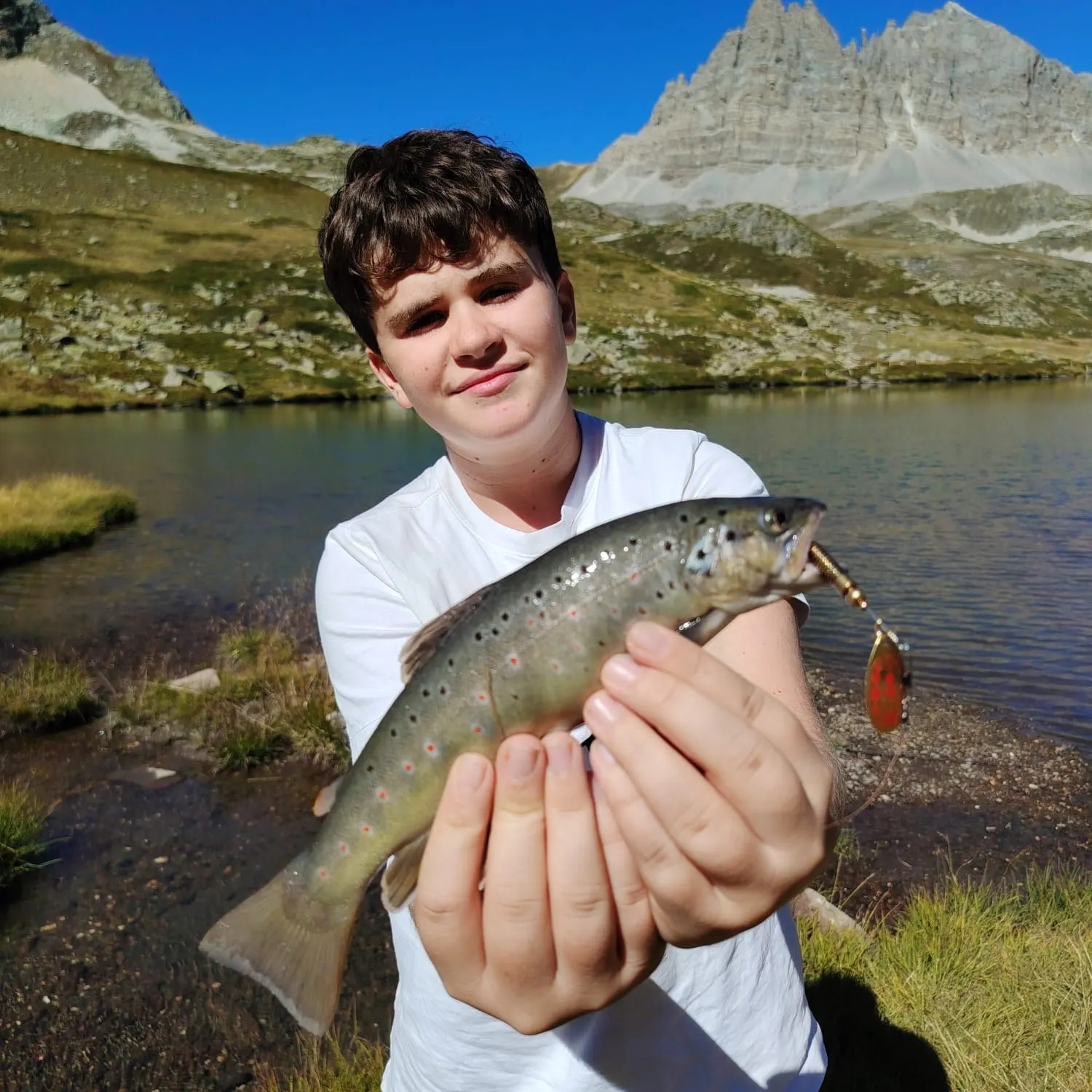Brown trout caught on Fishbrain
