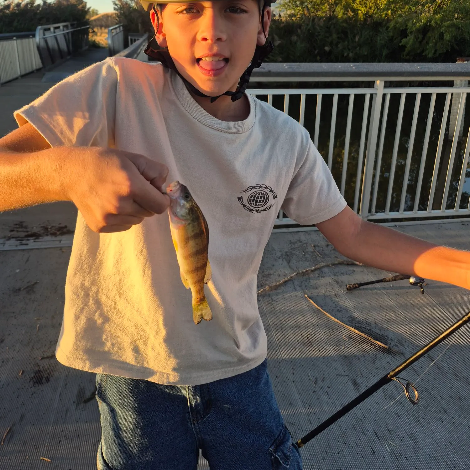 Yellow perch caught on Fishbrain