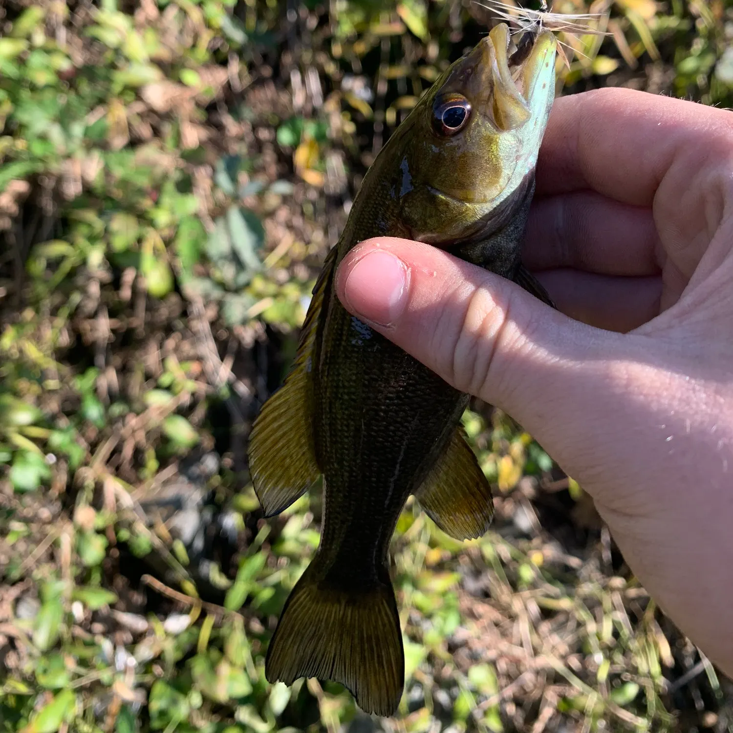Smallmouth bass caught on Fishbrain