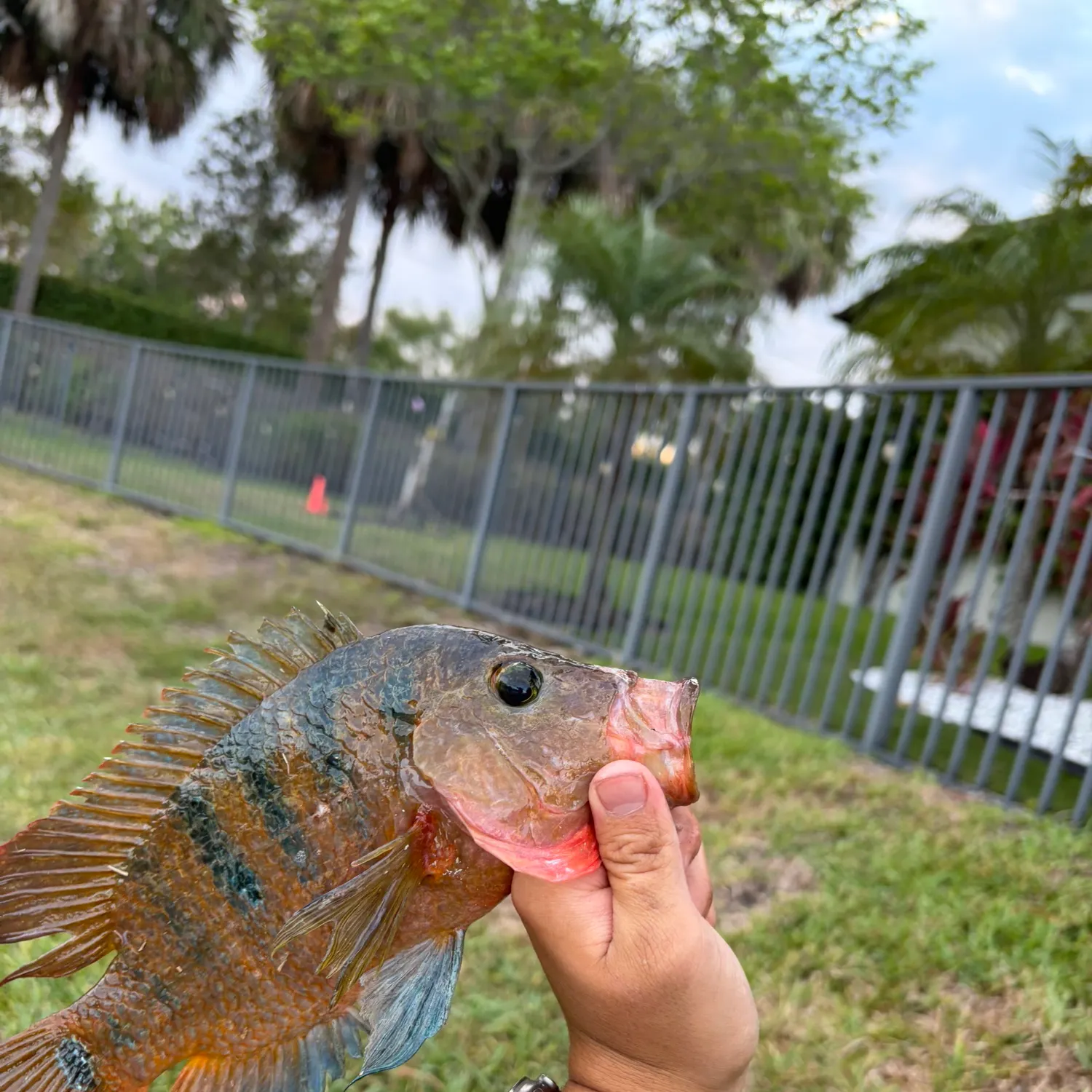 The most recent Mayan cichlid catches on Fishbrain