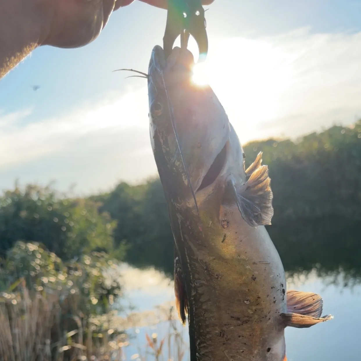 Channel catfish caught on Fishbrain