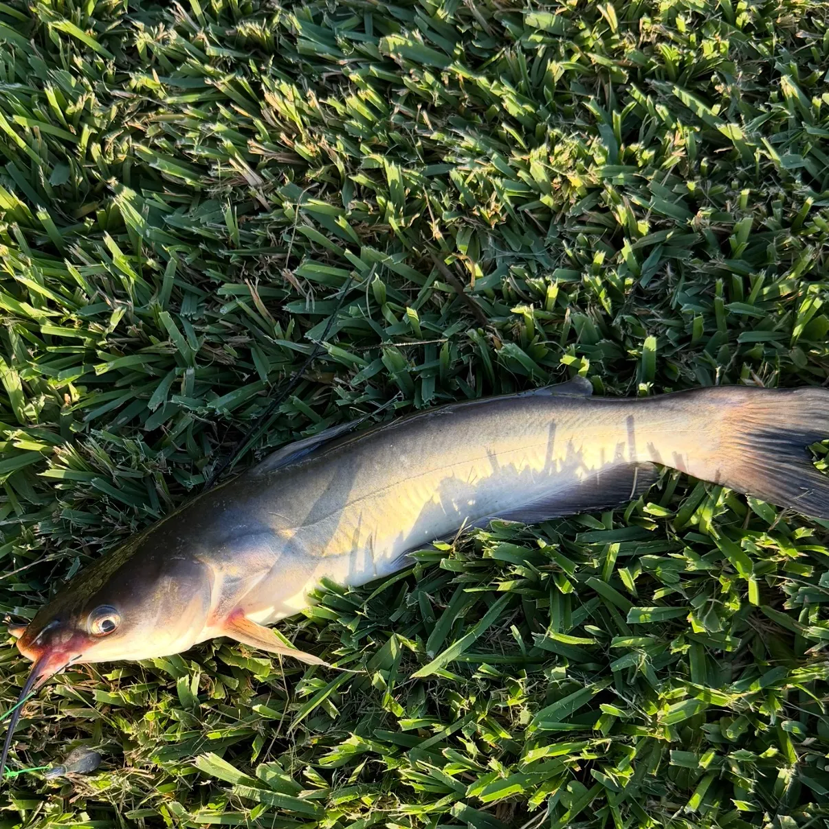 Channel catfish caught on Fishbrain