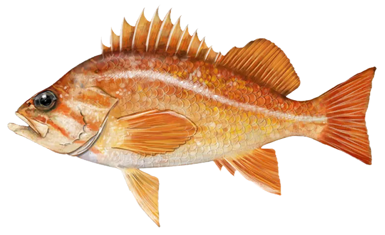 Canary rockfish