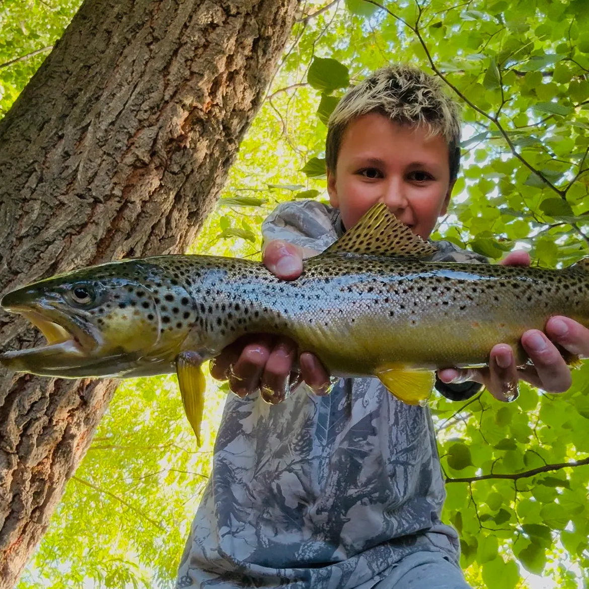 Brown trout caught on Fishbrain