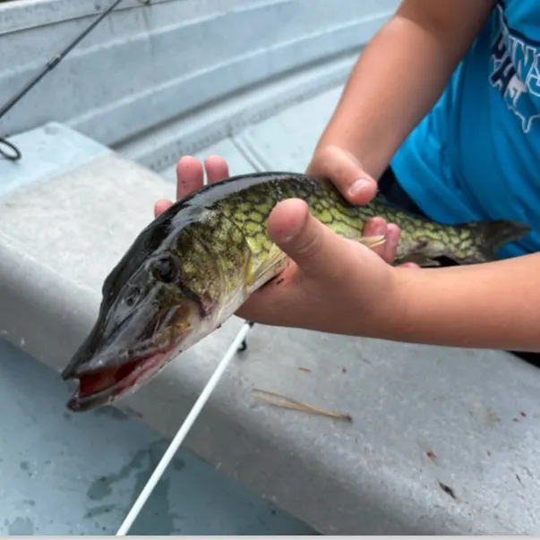 Chain pickerel caught on Fishbrain