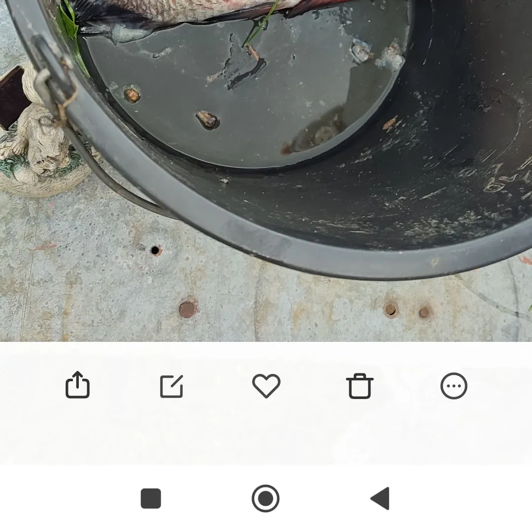 The most recent Common bream catches on Fishbrain