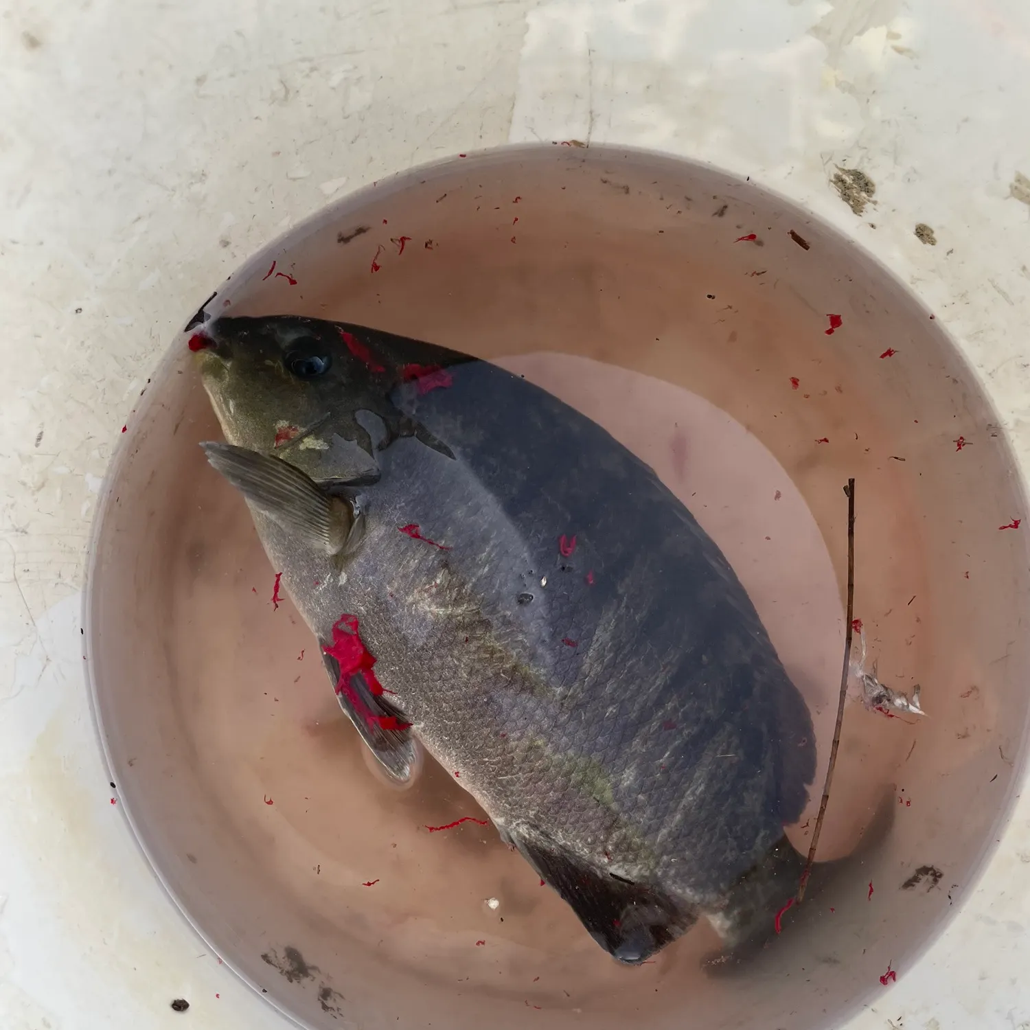 The most recent Luderick catches on Fishbrain