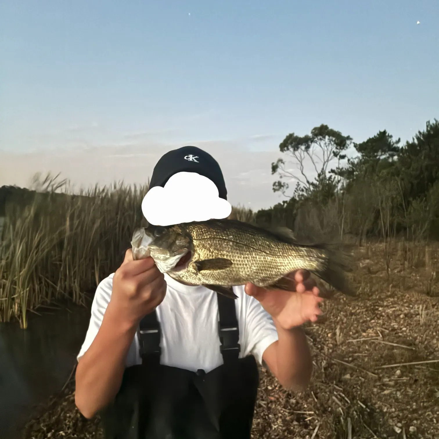 The most recent Estuary perch catches on Fishbrain